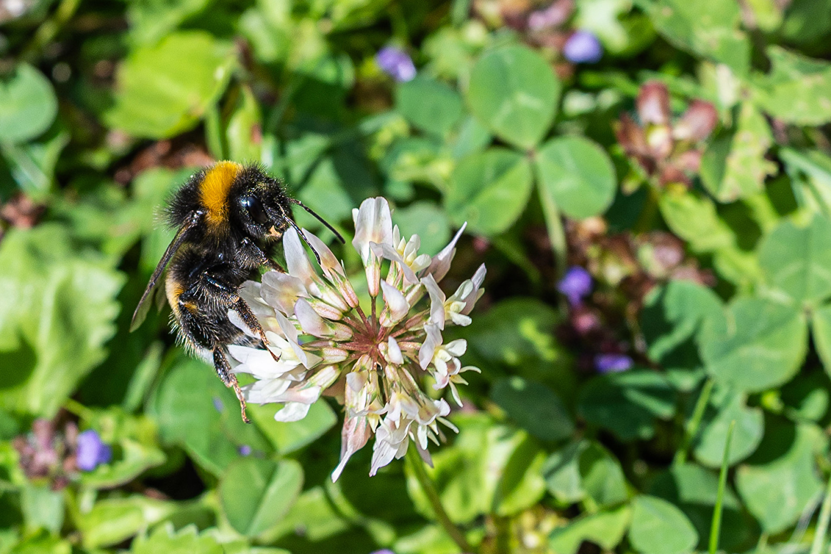 Hummel an Kleeblüte