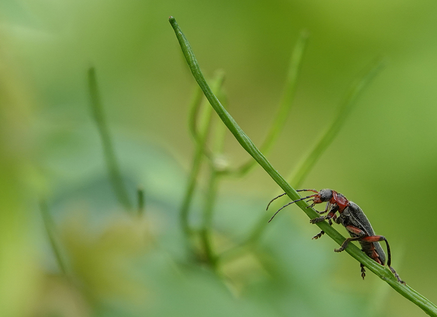 Gemeiner Weichkäfer
