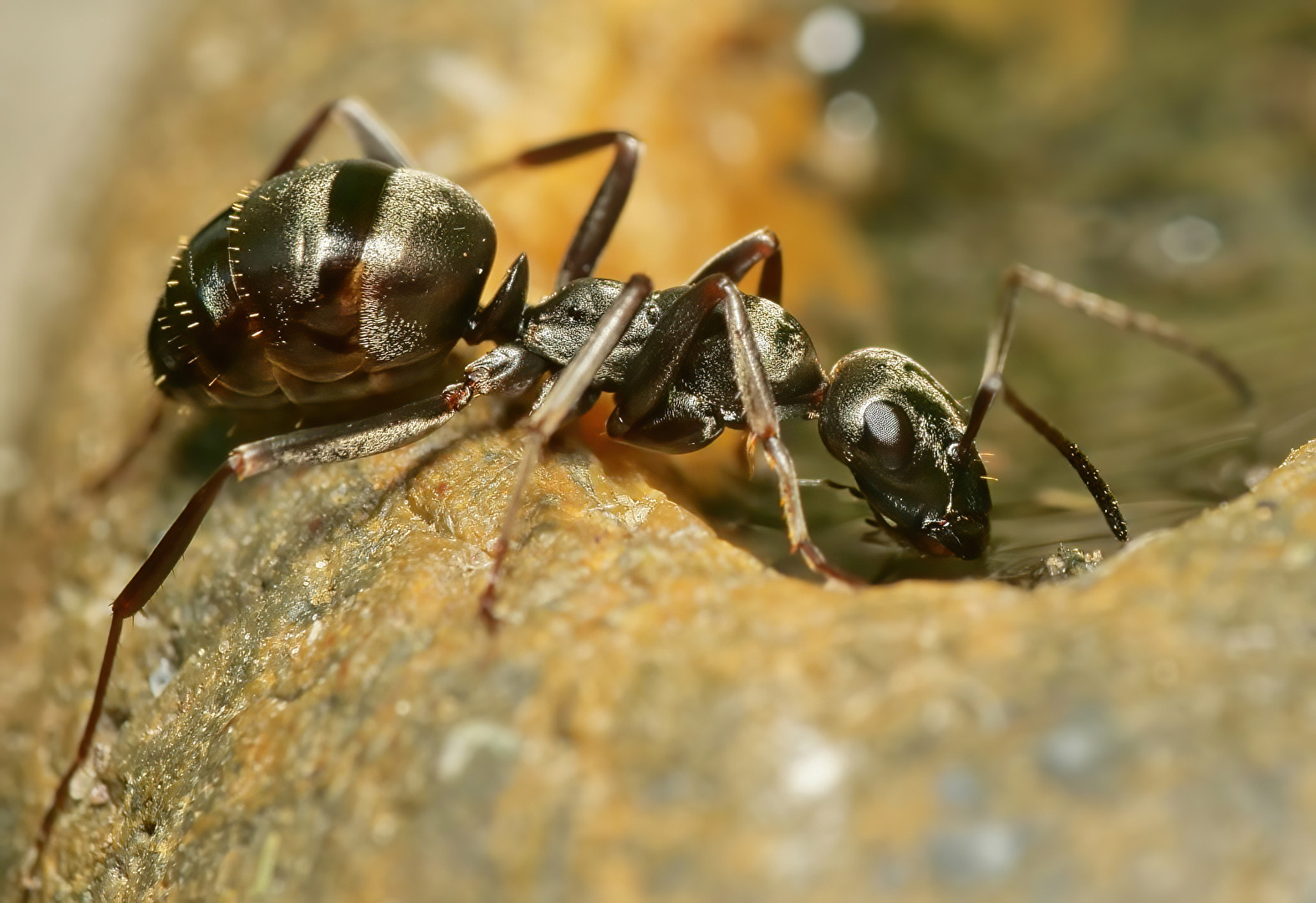 Käfer & Ameisen