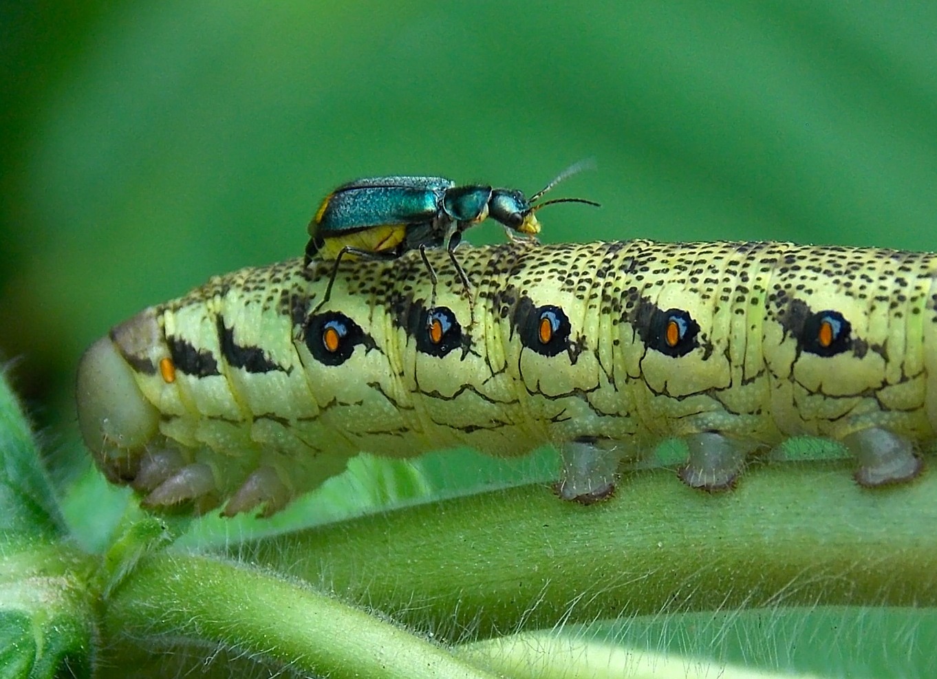 Käfer & Ameisen