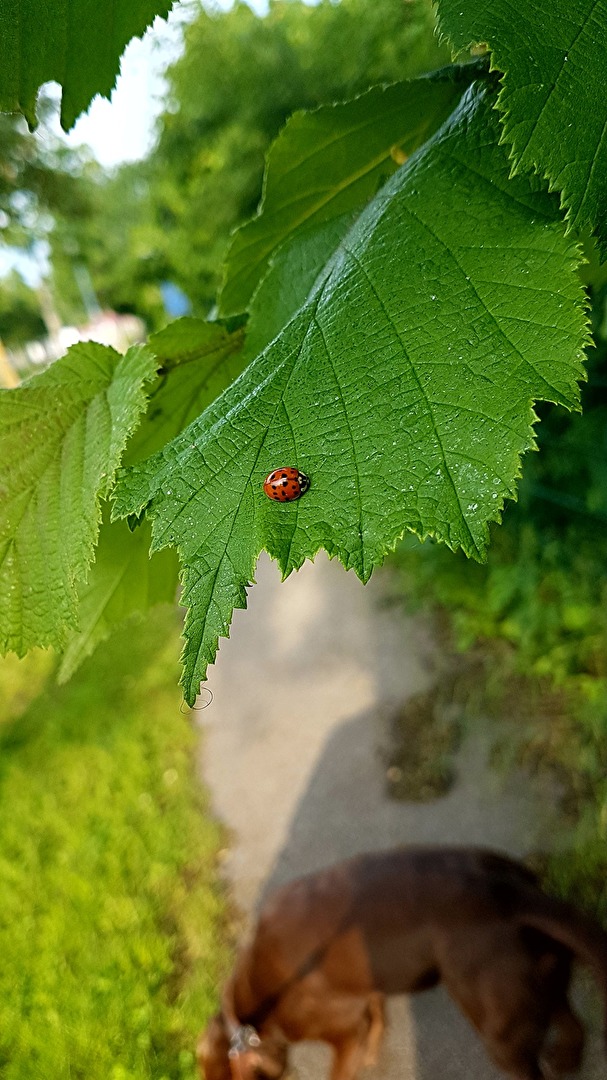 Marienkäfer