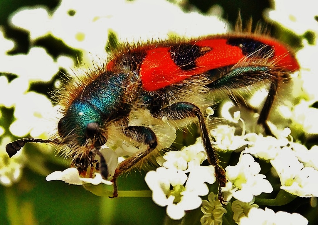 Zottiger Bienenkäfer