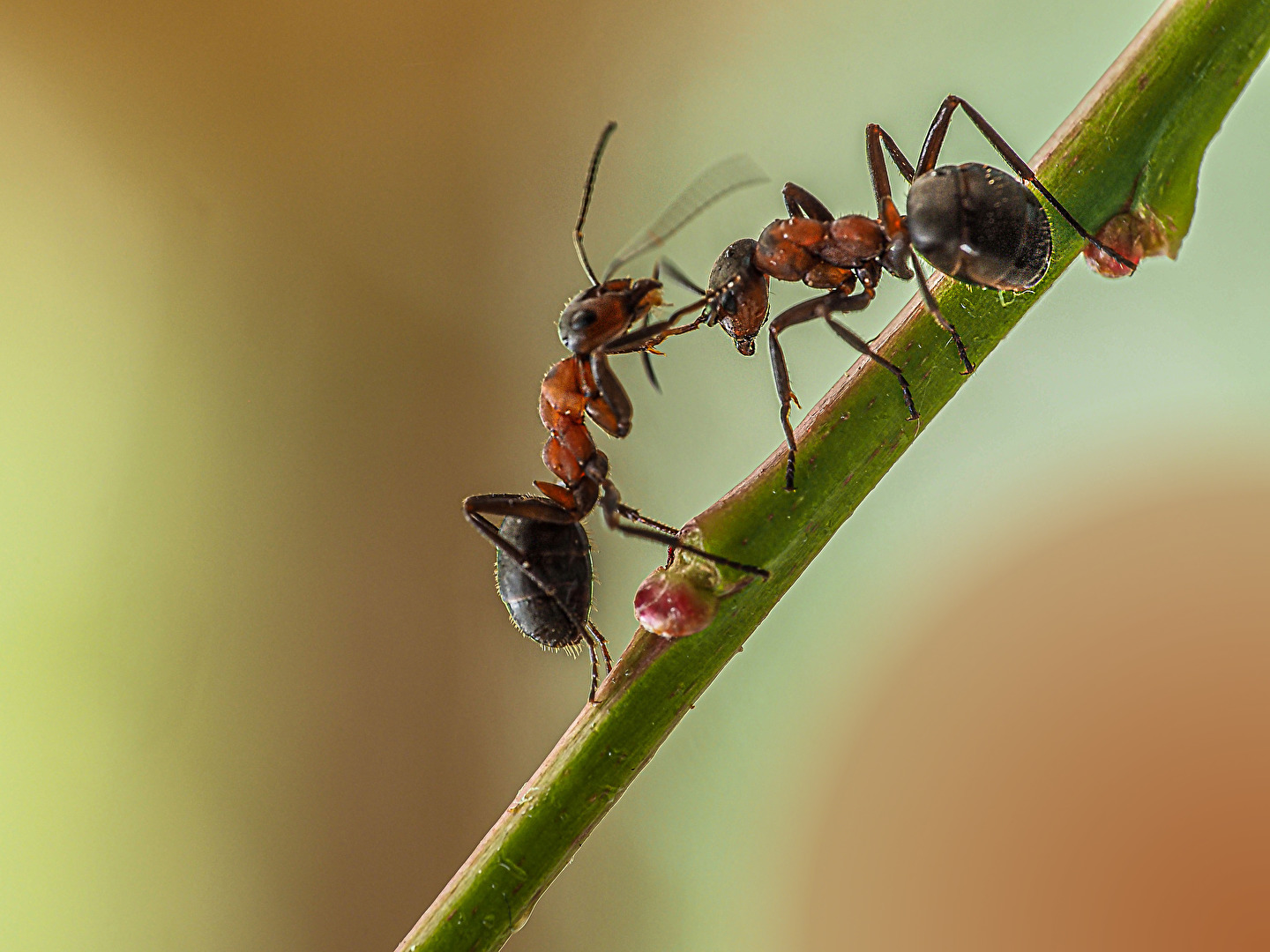 Ameisen