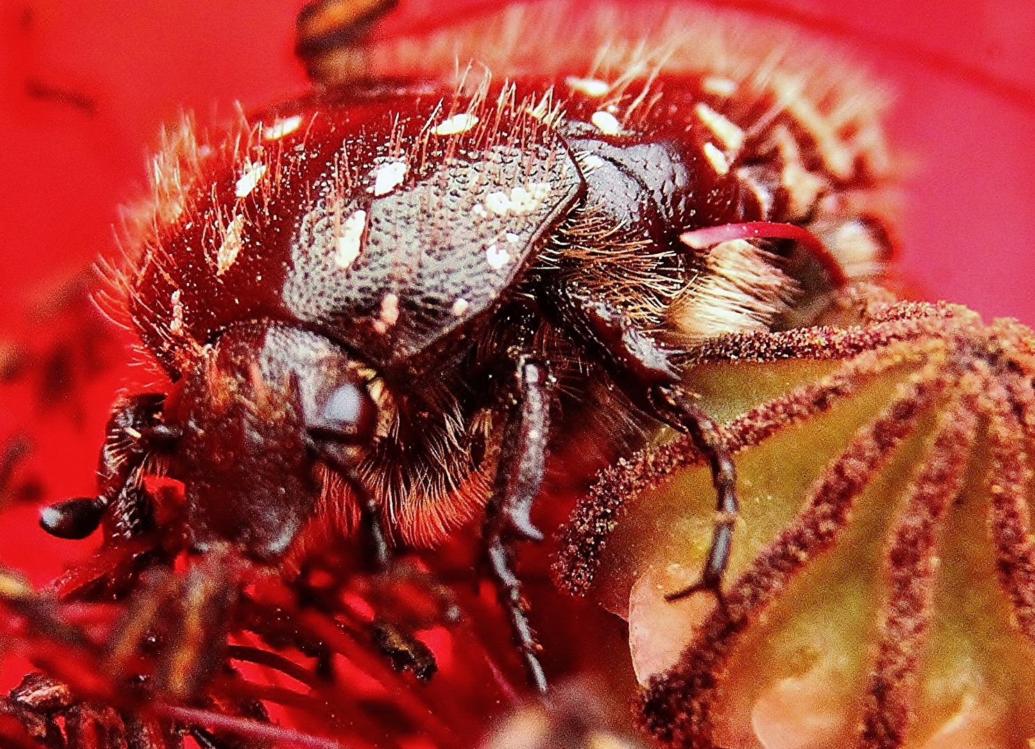 Trauerrosenkäfer im Mohn