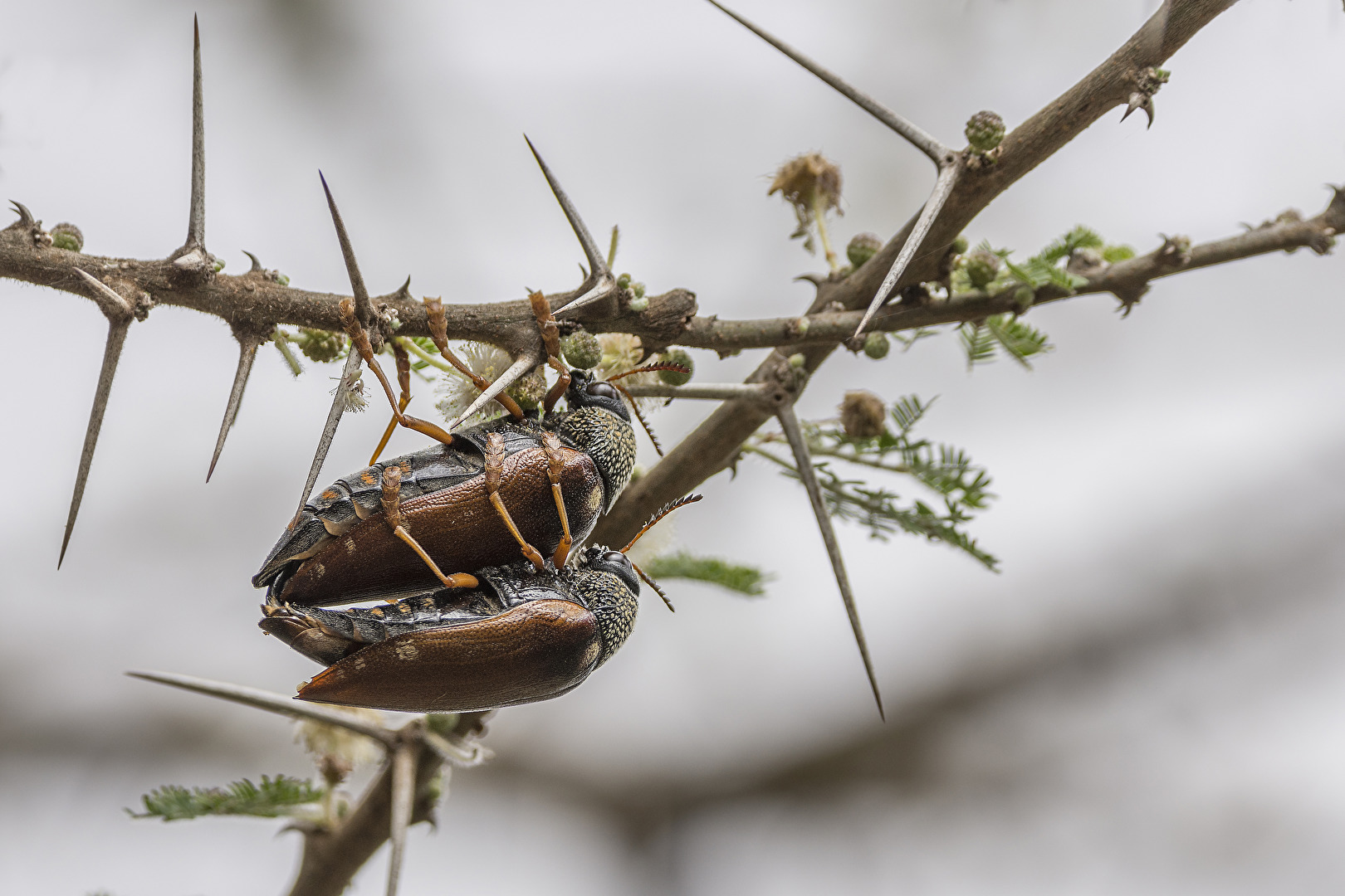 Riesenkäfer bei der Paarung