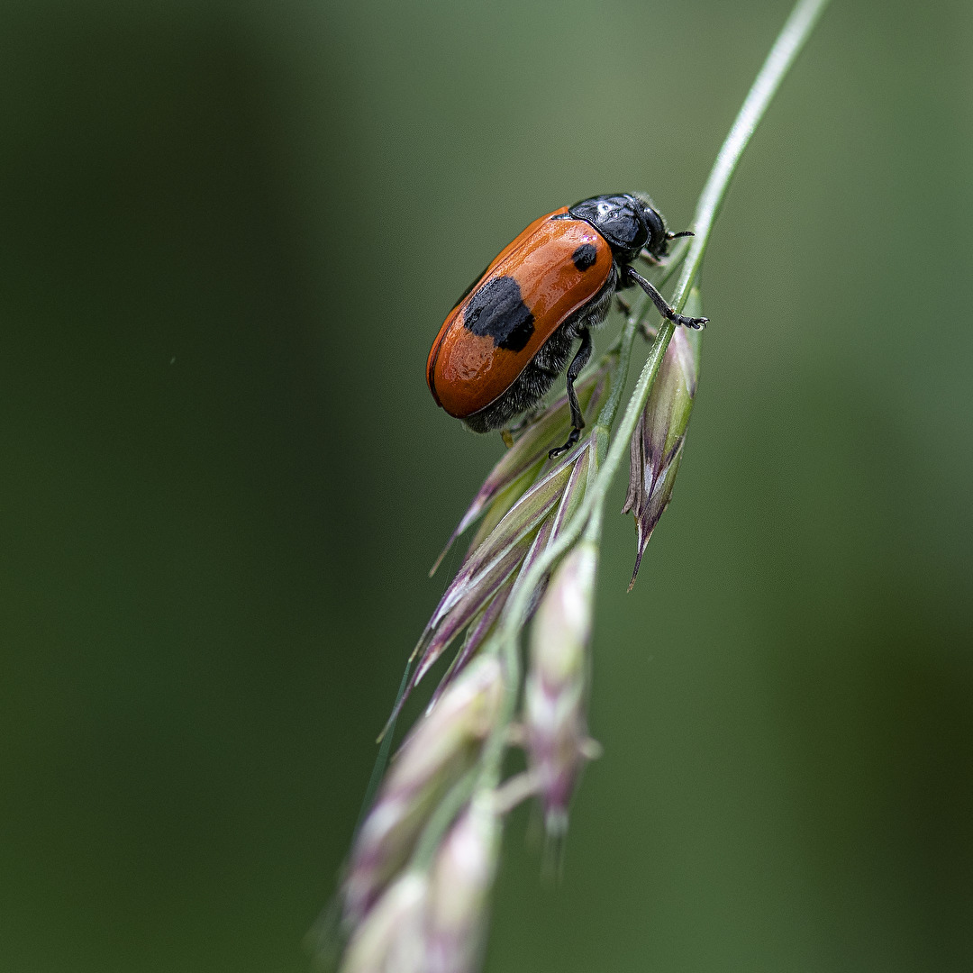 Käfer..