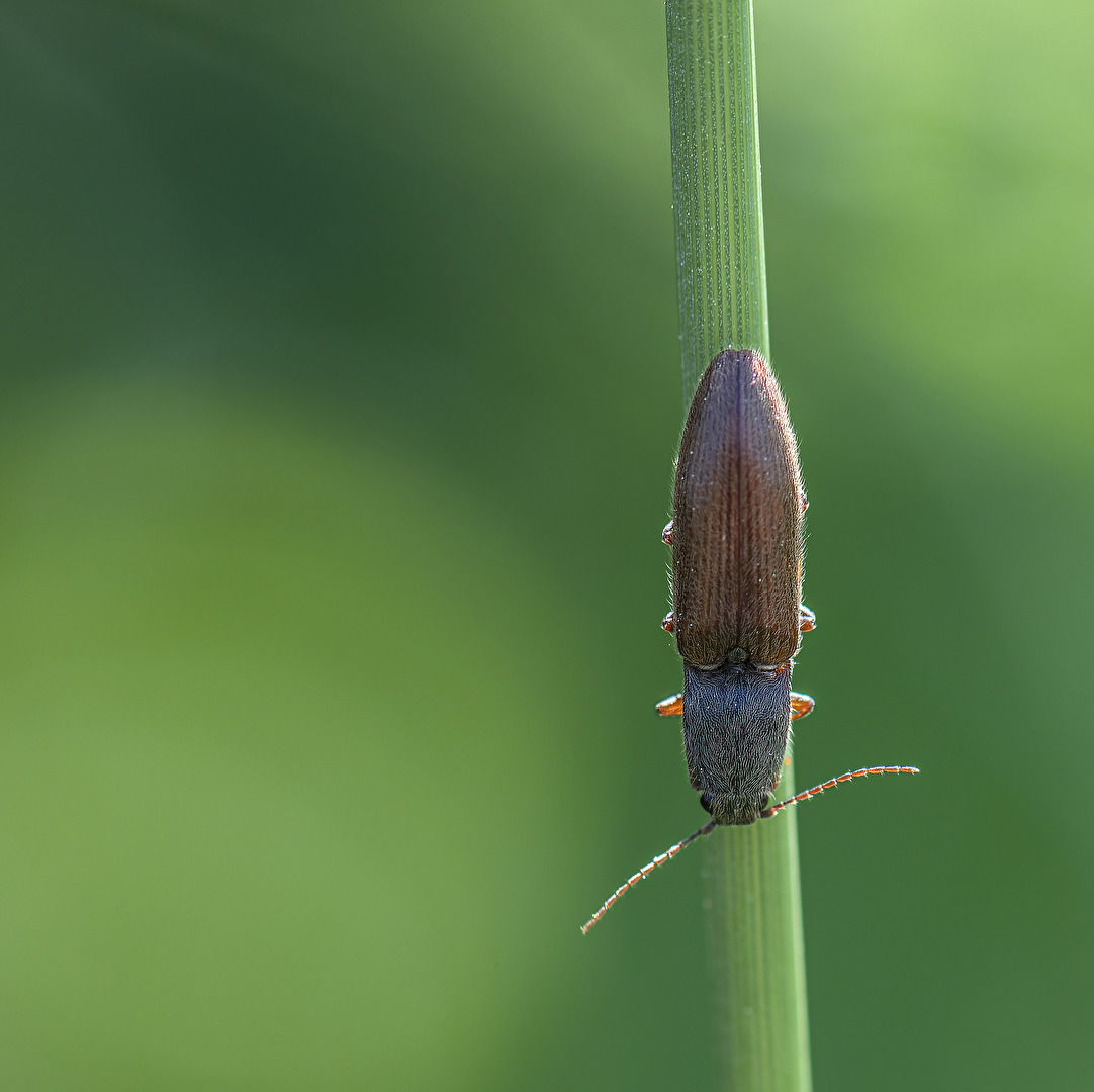 Parkettkäfer..1cm lang