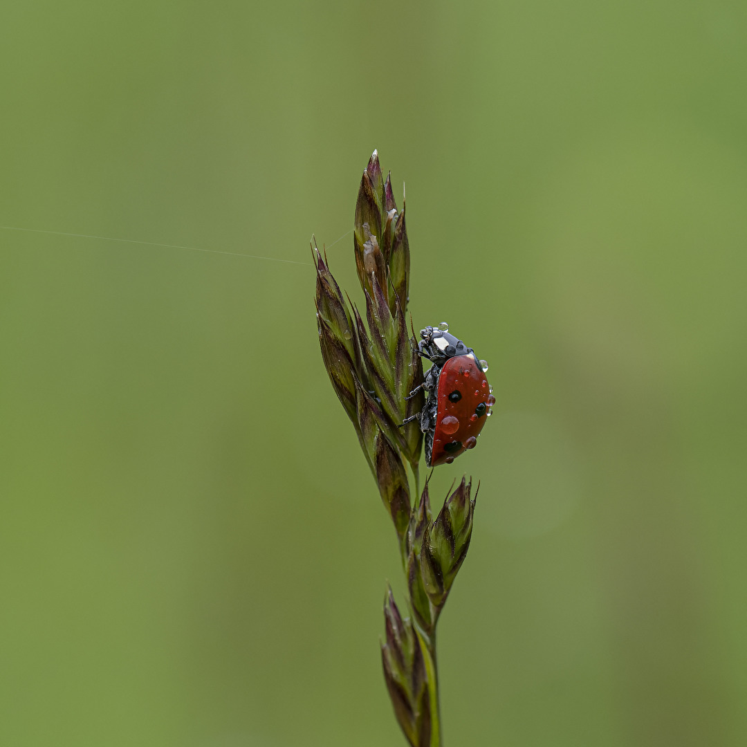 Marienkäfer im Regen