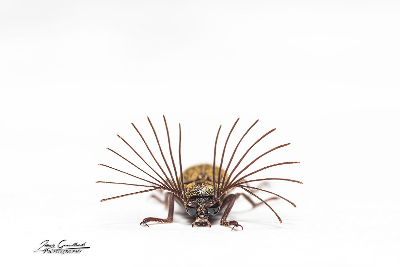 Antennen Käfer