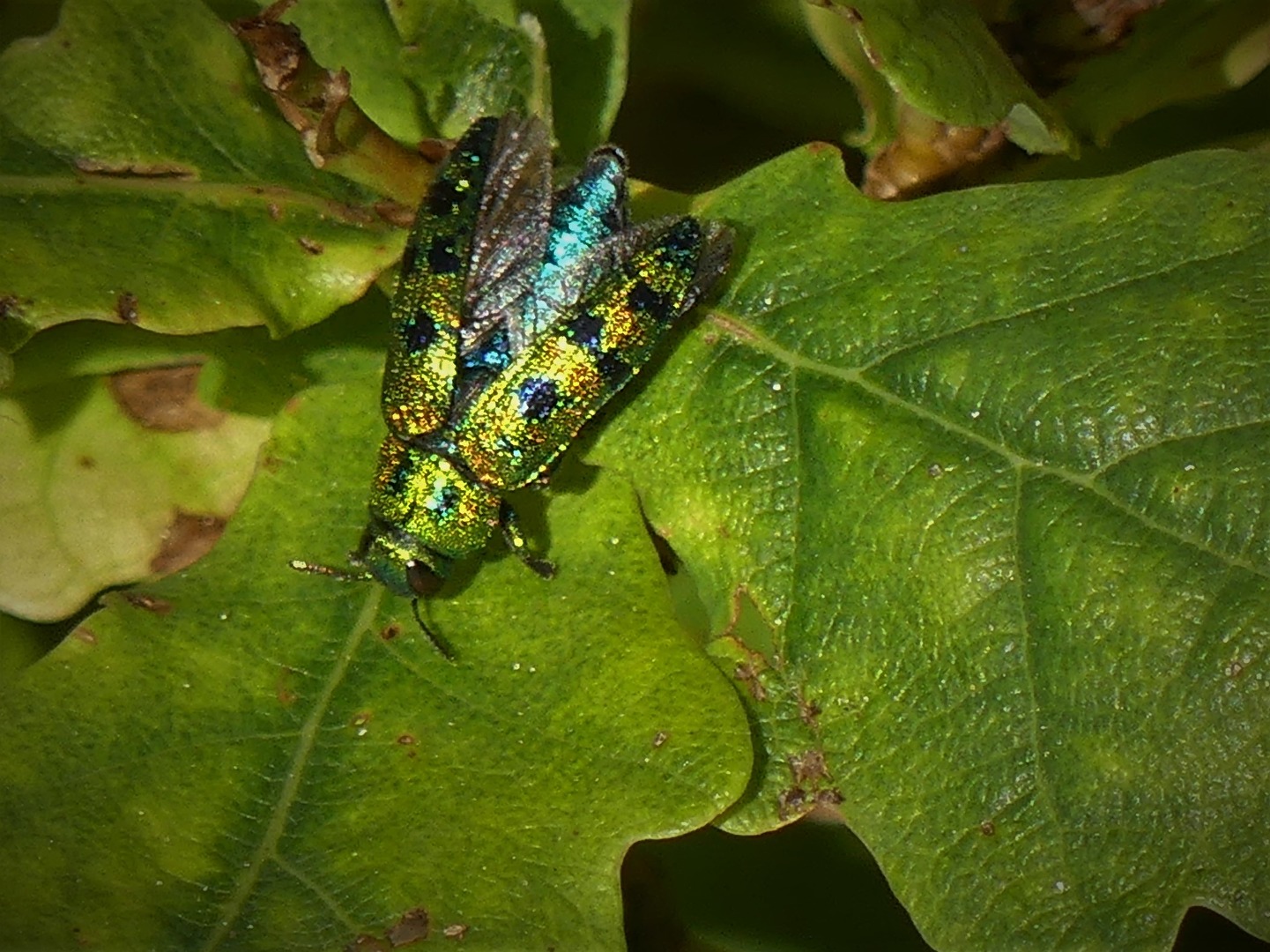 Wacholder-Prachtkäfer