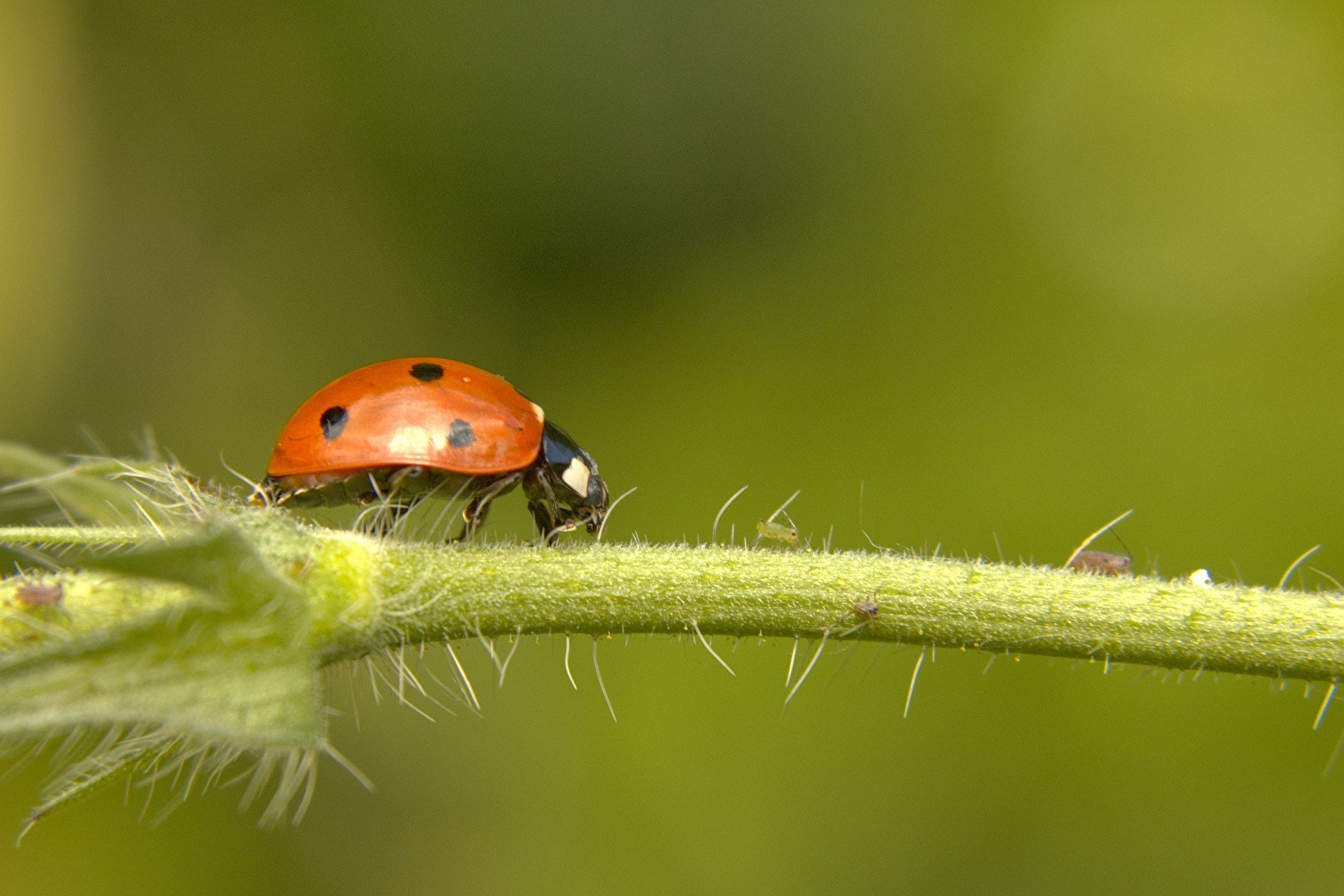 Marienkäfer auf Läusetour