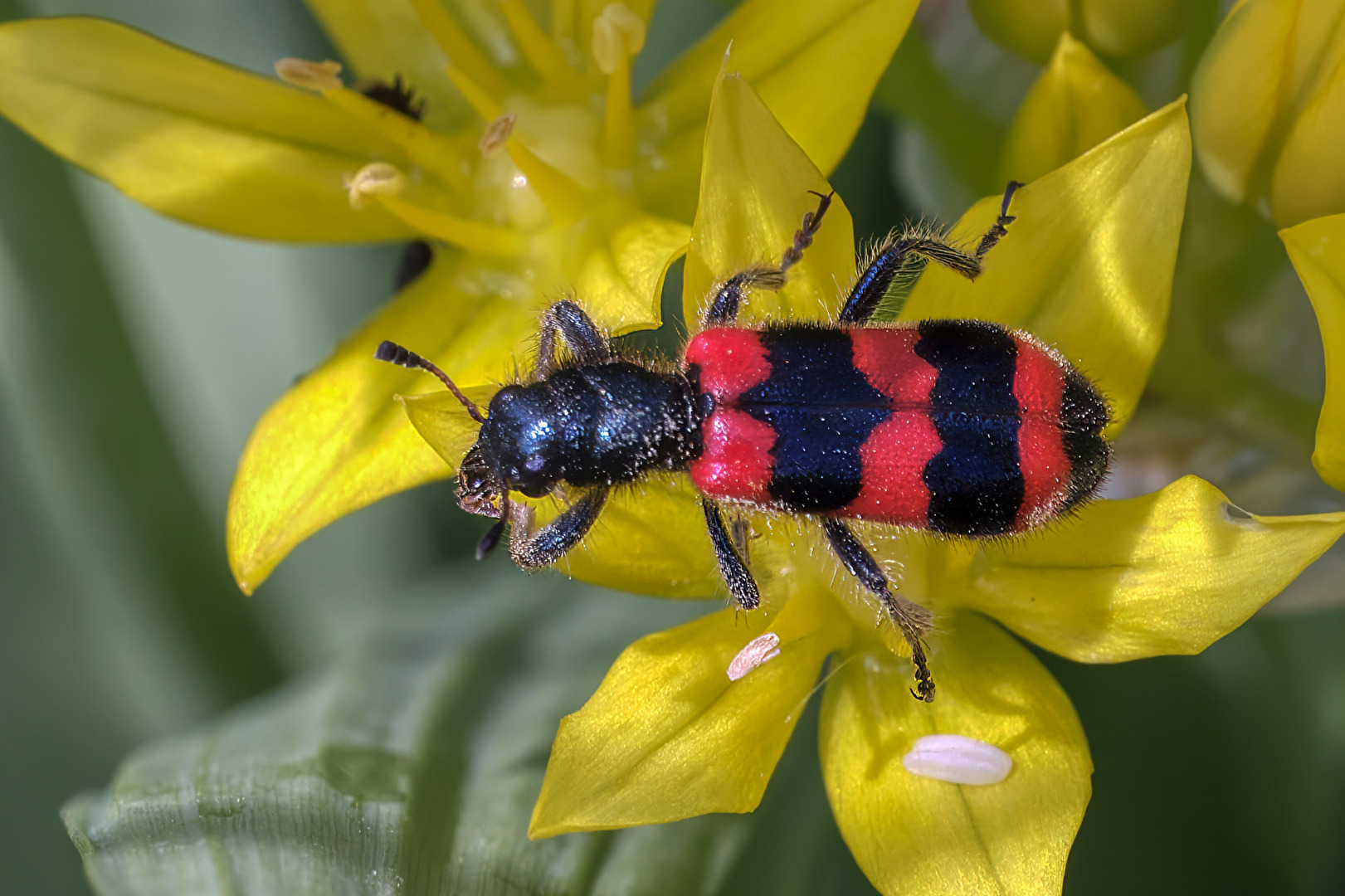 Gemeiner Bienenkäfer
