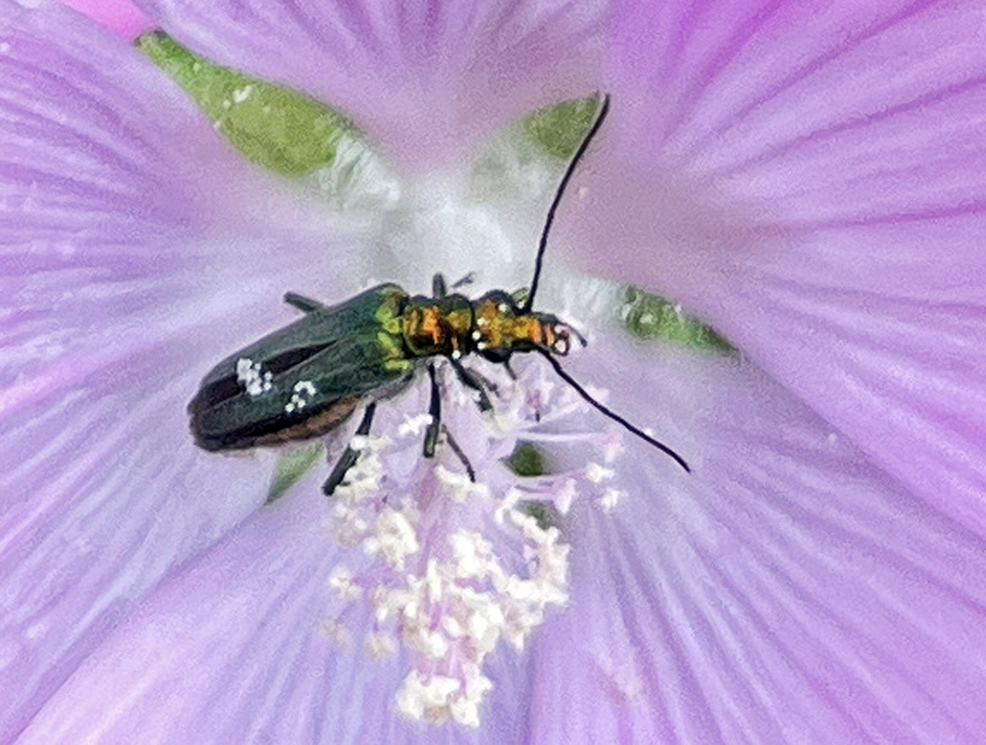 Grüner Scheinbockkäfer