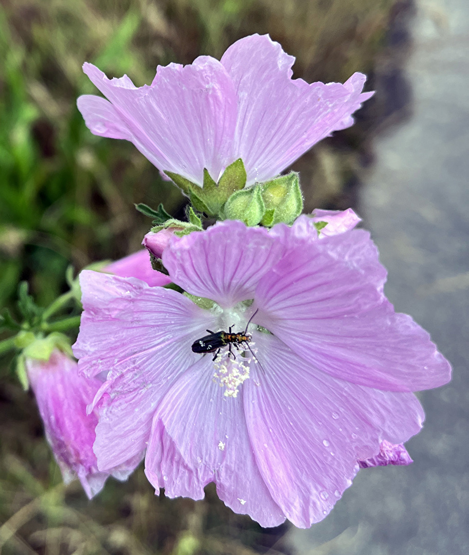 Grüner Scheinbockkäfer