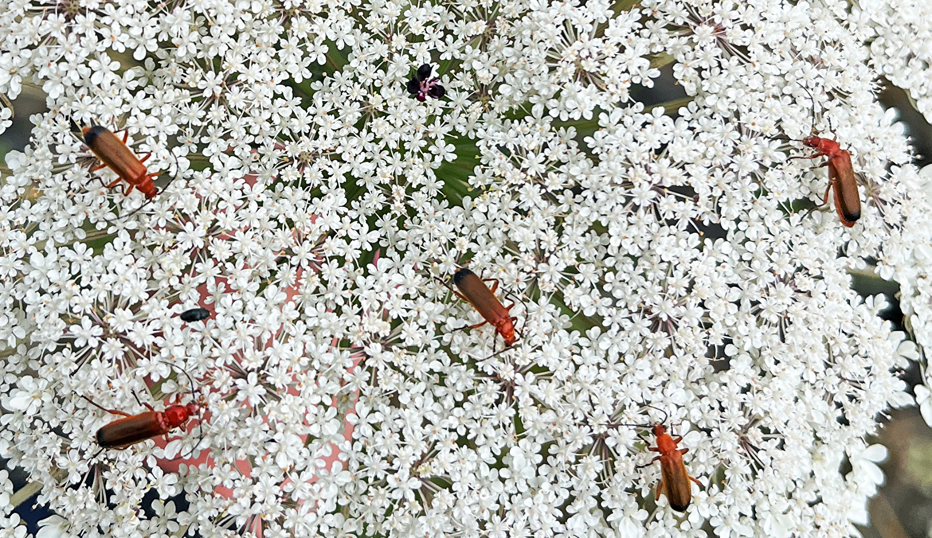 Roter Weichkäfer