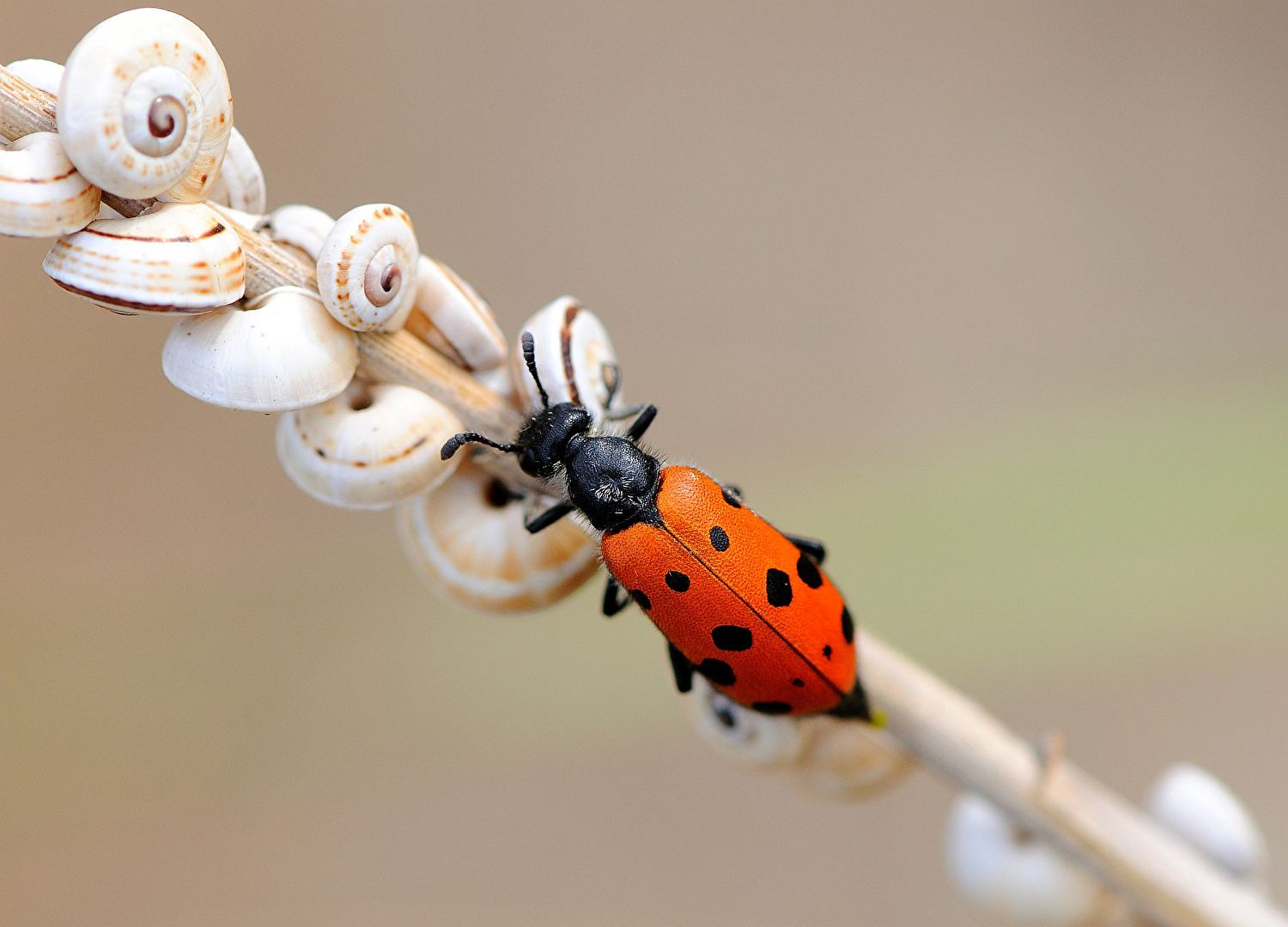 Vierpunktiger Ölkäfer - Mylabris hieracii quadripunctata
