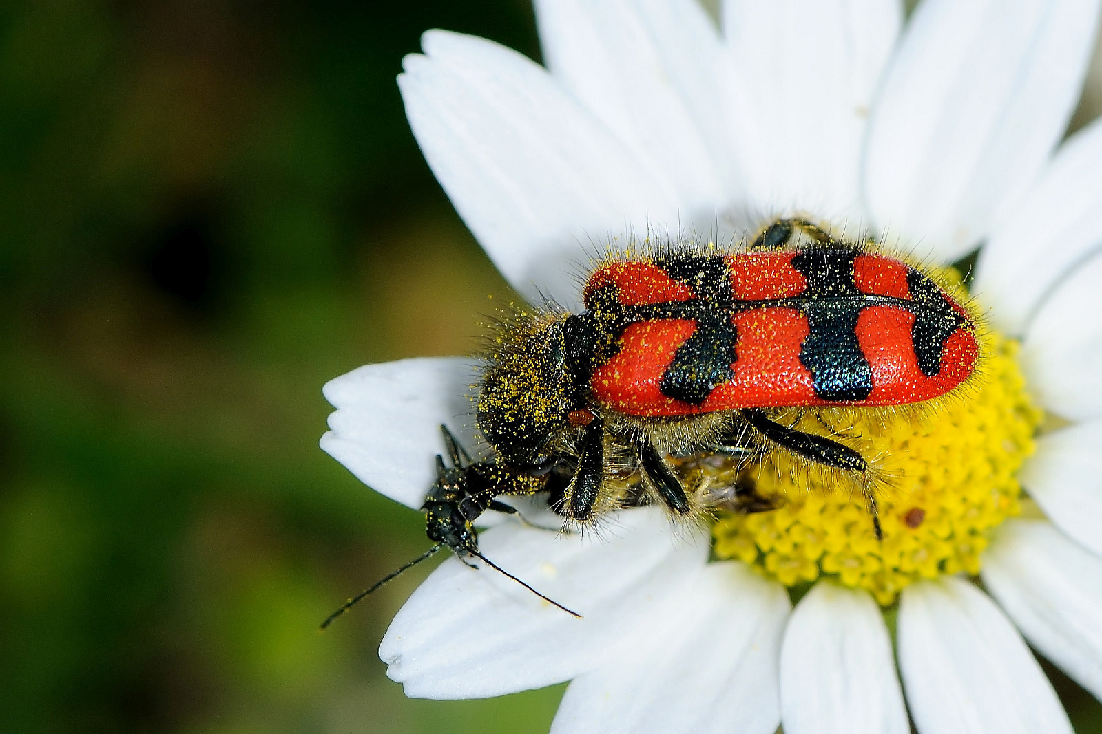 Gemeiner Bienenkäfer, Bienenwolf Trichodes apiarius