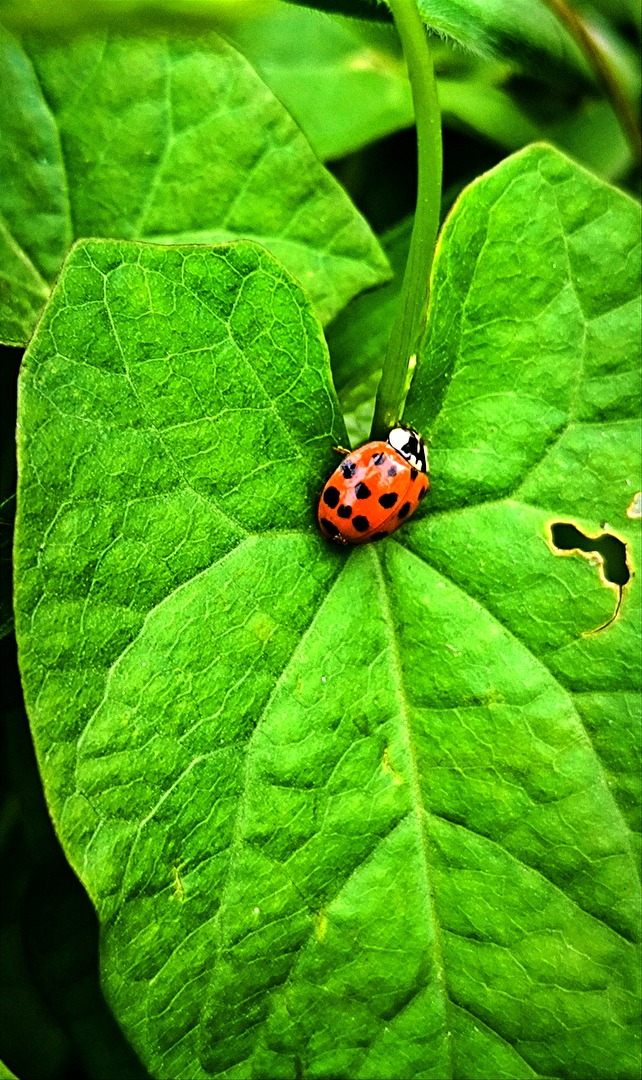 Little Ladybird