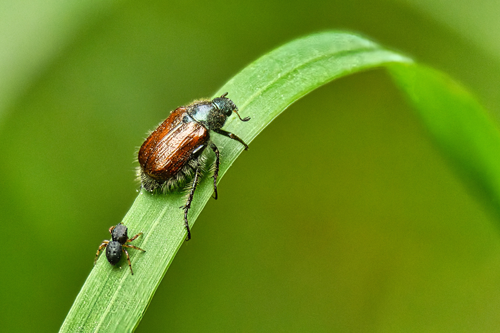 Käfer & Ameisen