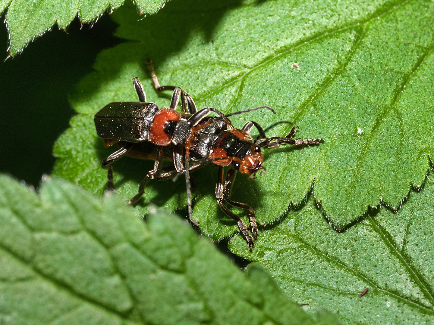 Käfer & Ameisen