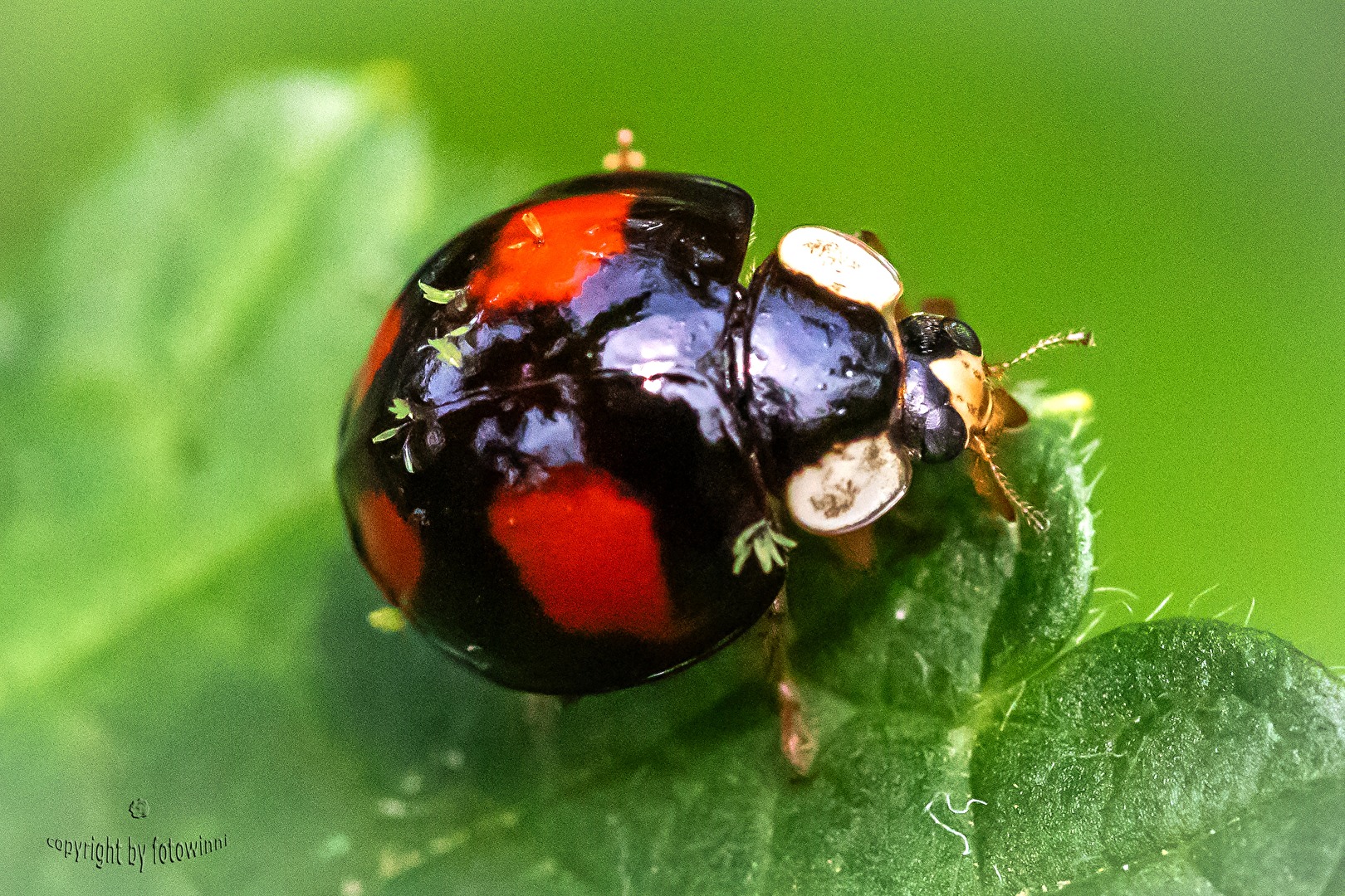 Marienkäfer