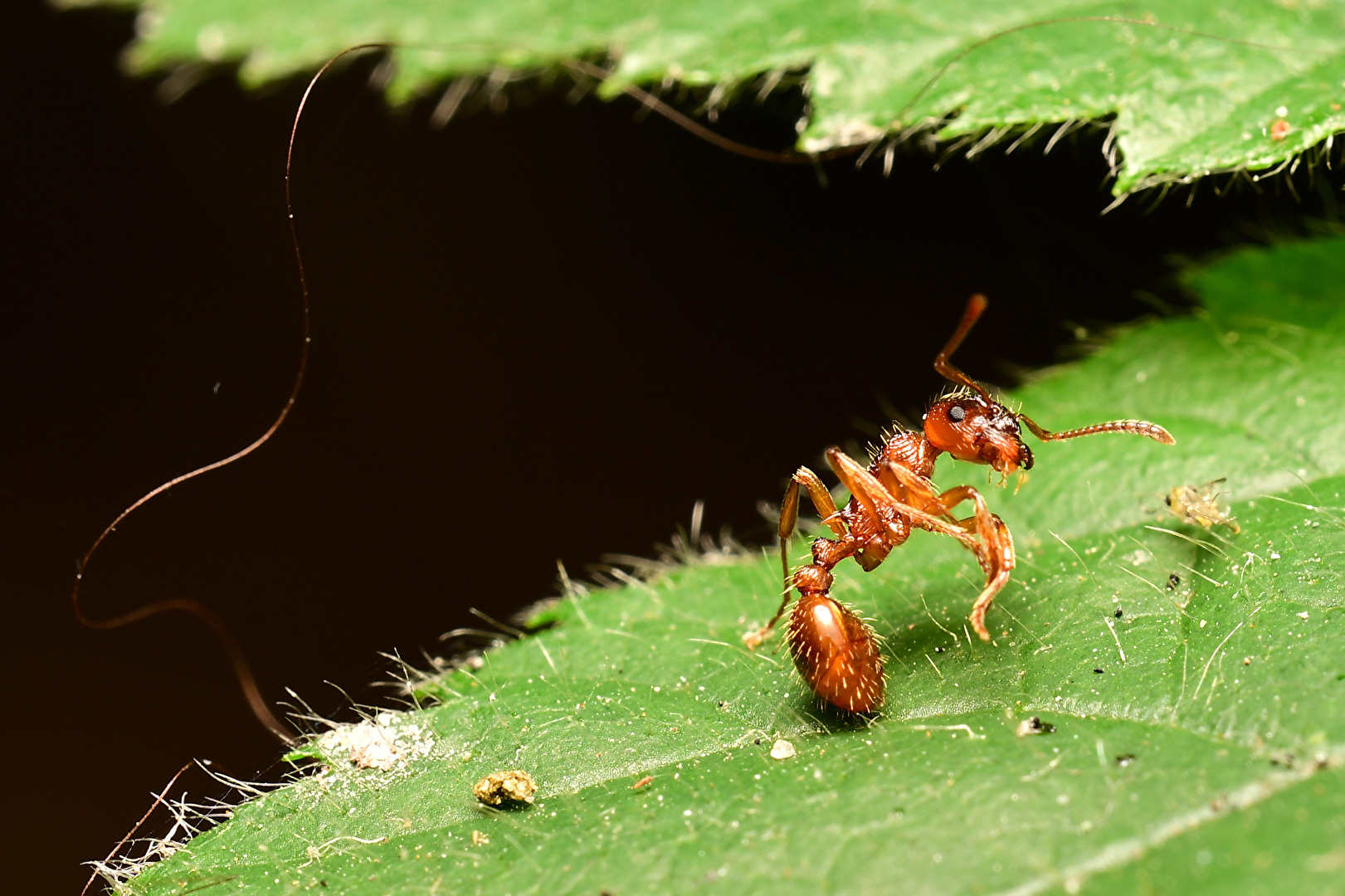 Ameise bei der rhythmische Sportgymnastik