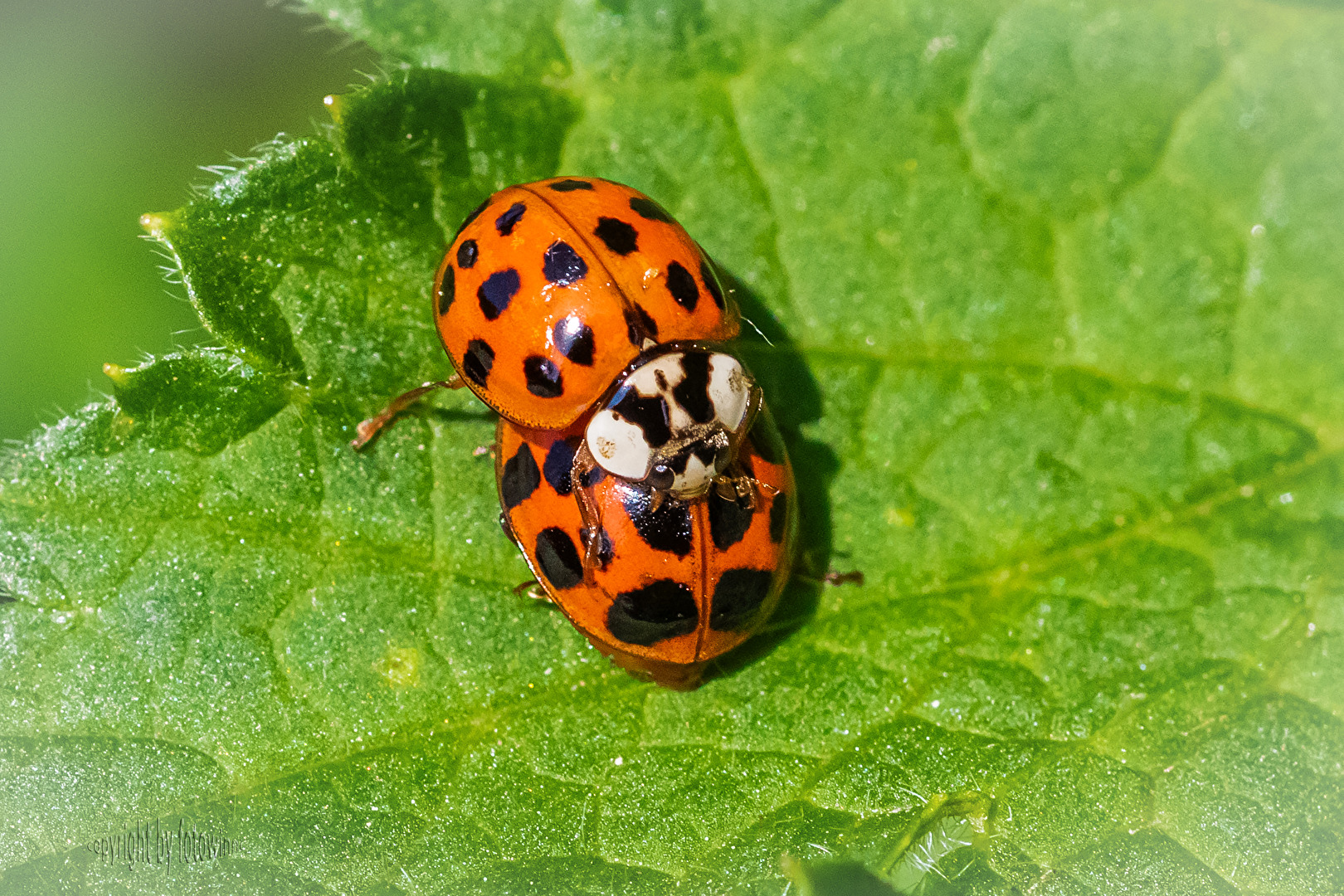 Marienkäfer