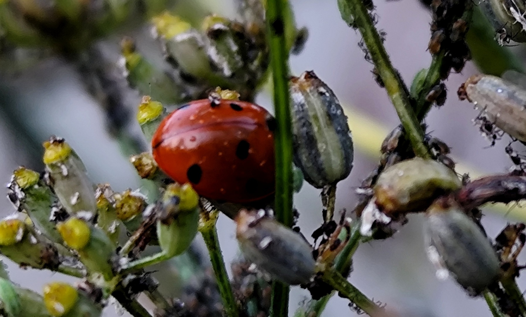gut versteckt und doch entdeckt