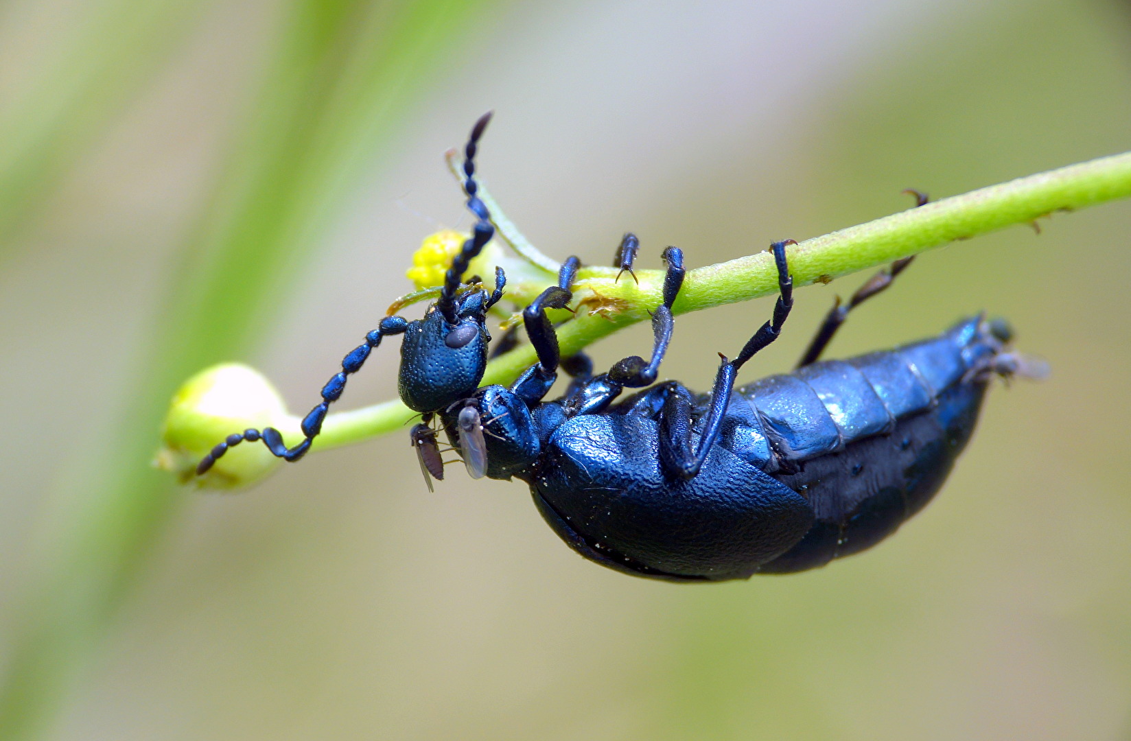# Insekten - Blauer Ölkäfer