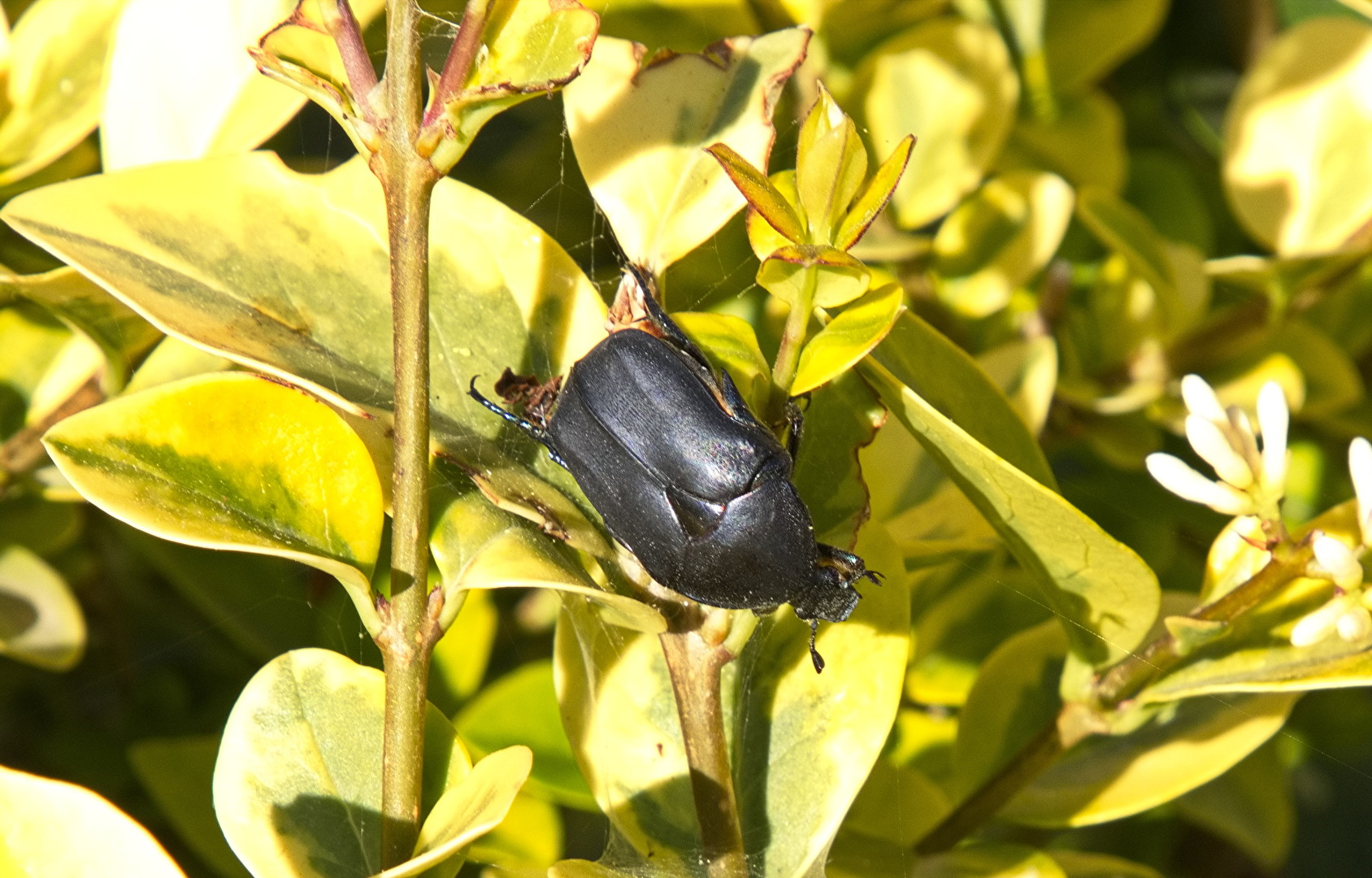 Blatthornkäfer