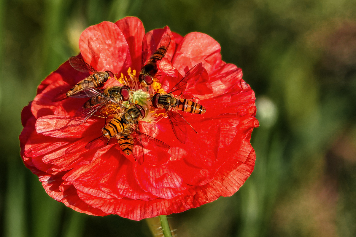 6 auf einem Streicch