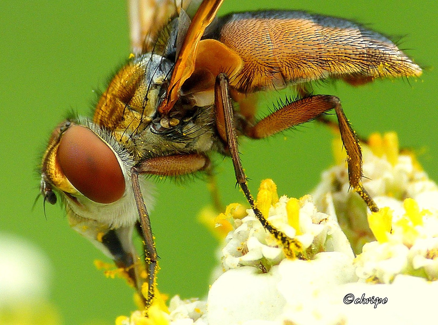 Fliegen, Mücken, Schnaken