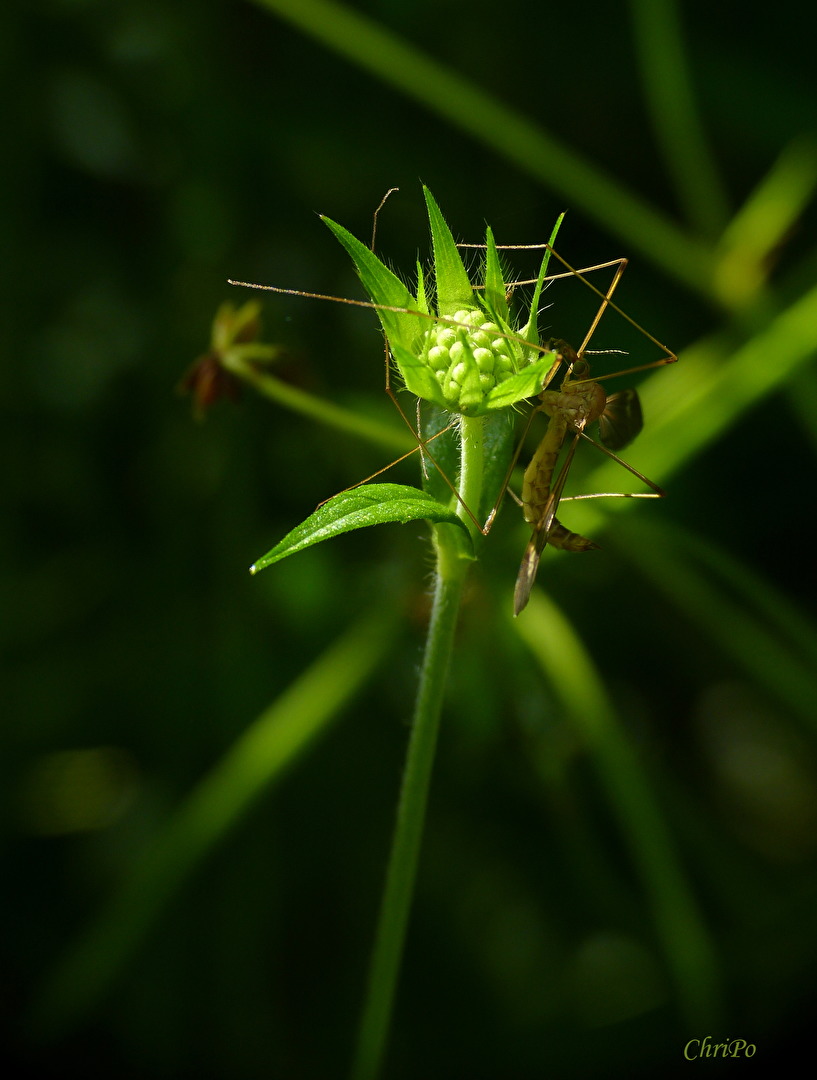 Fliegen, Mücken, Schnaken