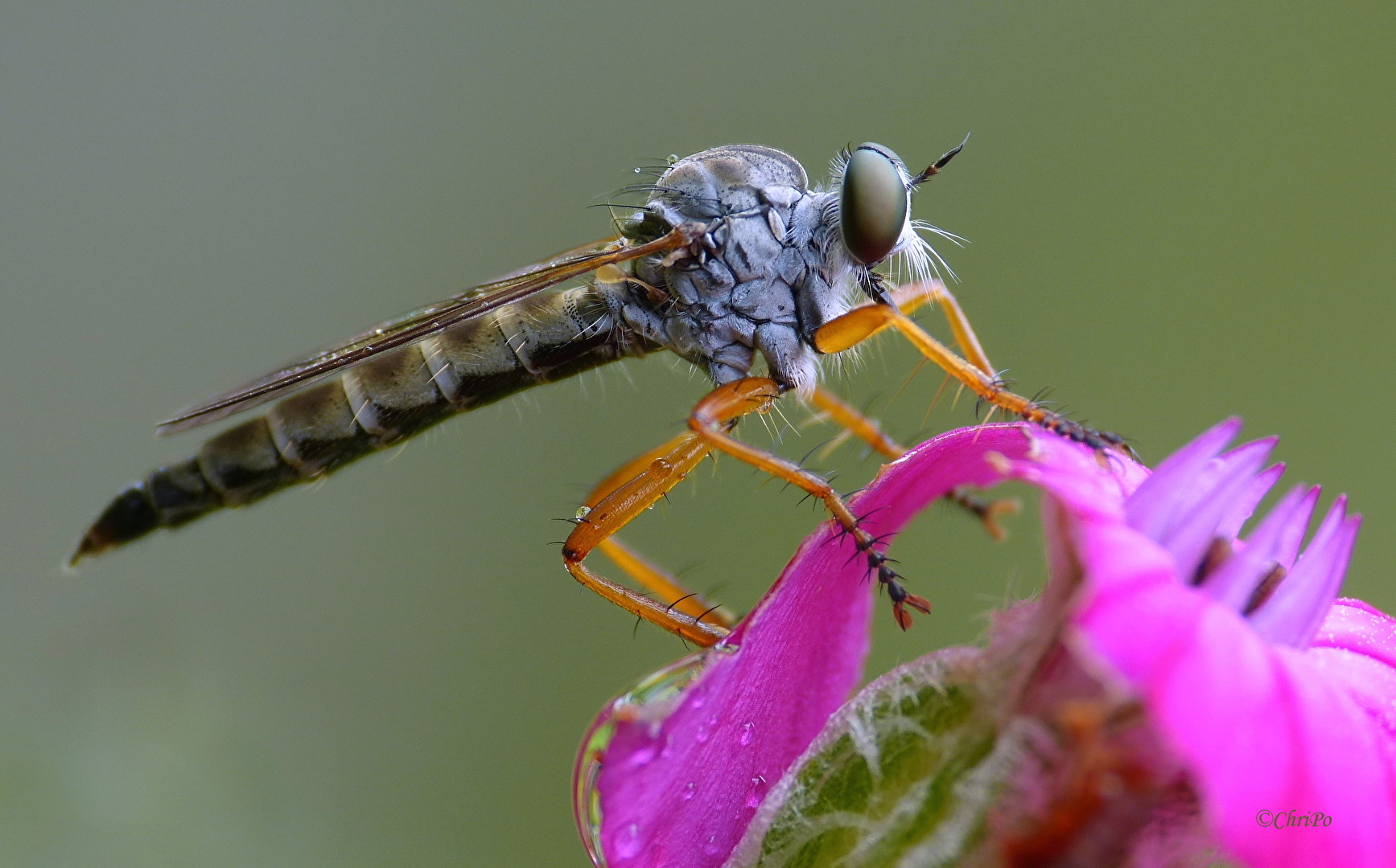 Fliegen, Mücken, Schnaken