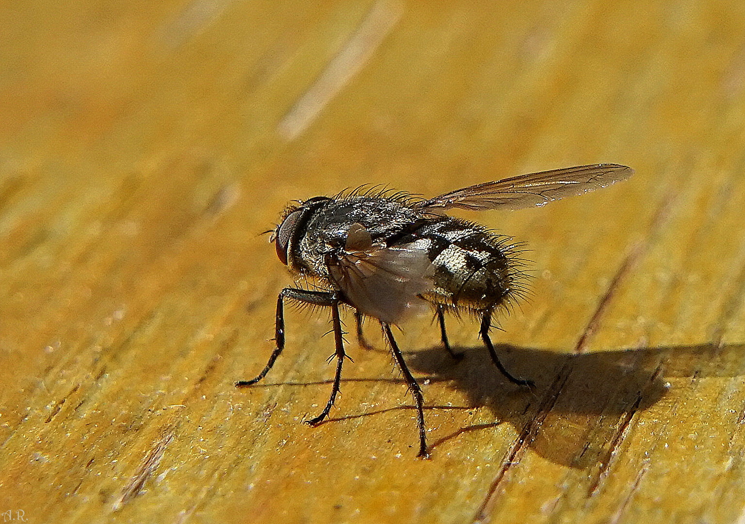 Fliegen, Mücken, Schnaken