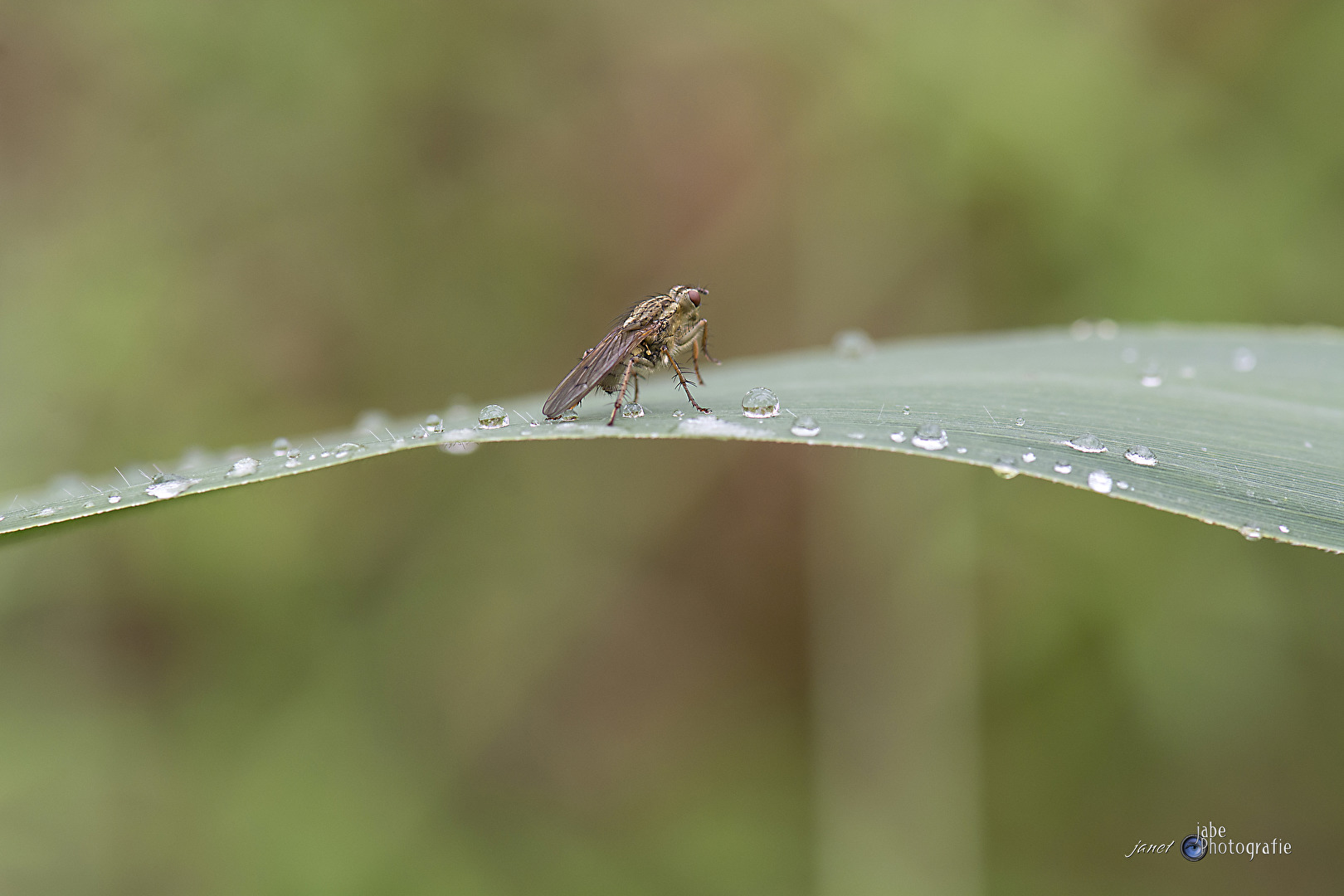 Fliegen, Mücken, Schnaken