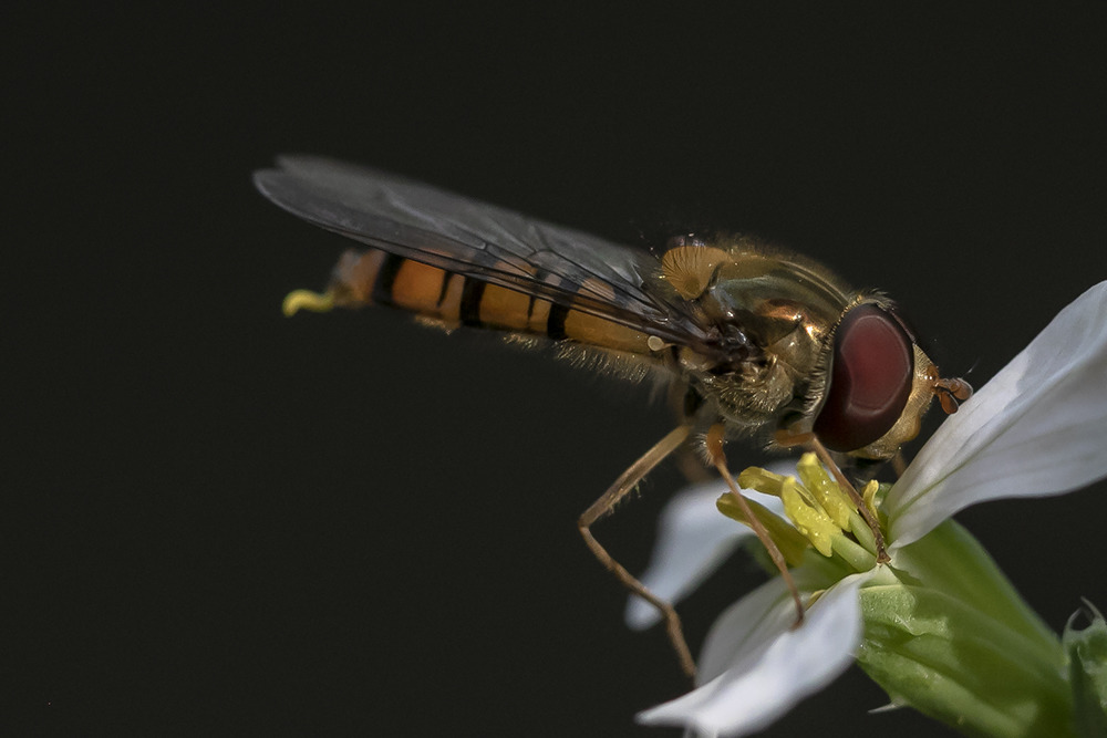 eine Schwebfliege