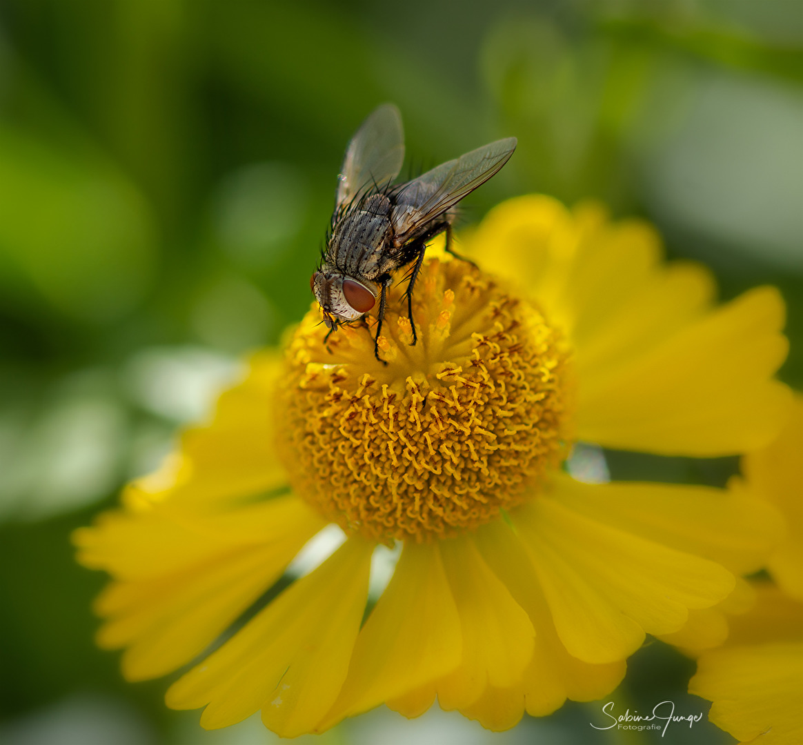 Igelfliege bei der Arbeit