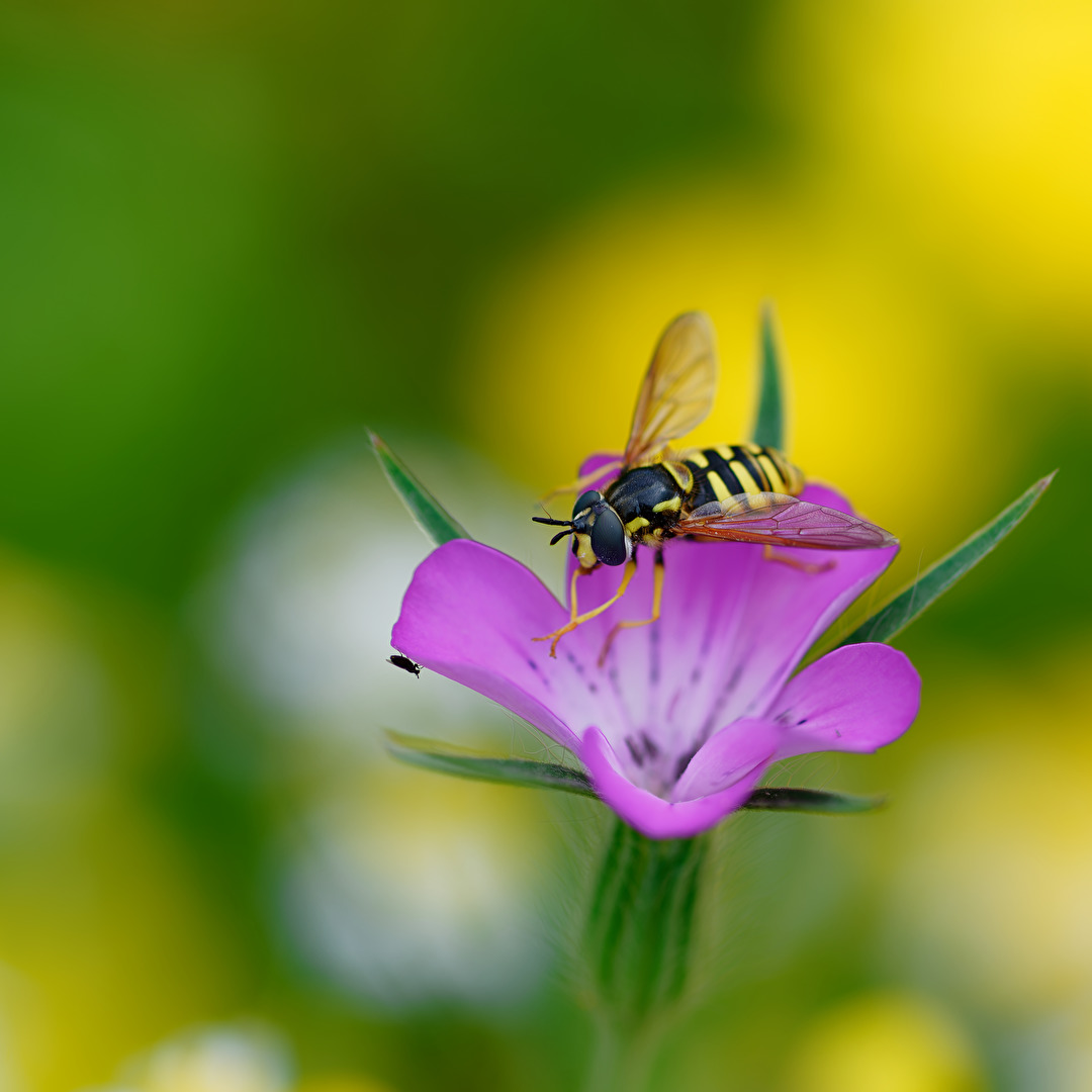 Wespenschwebfliege