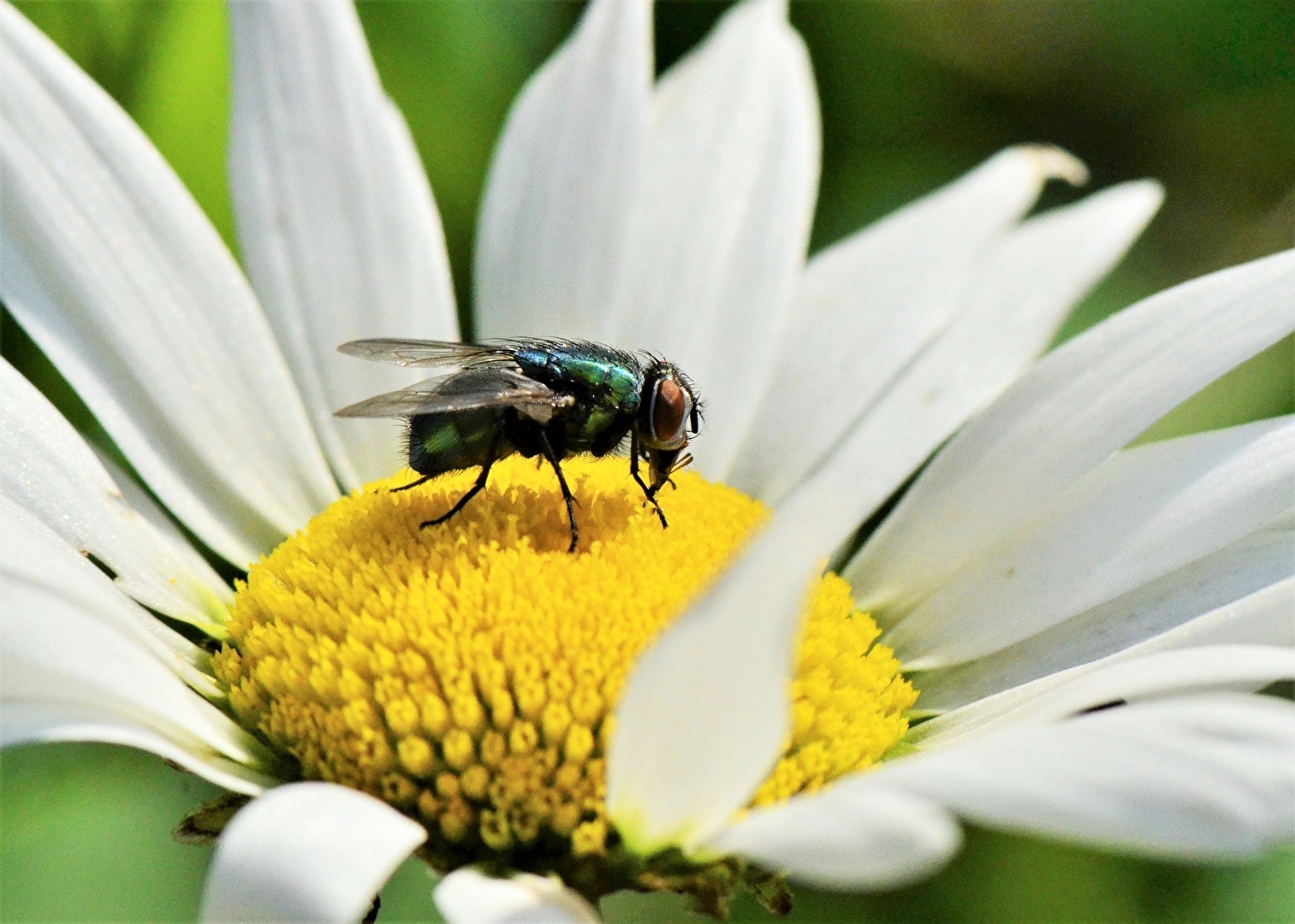 " Kleiner Brummer "