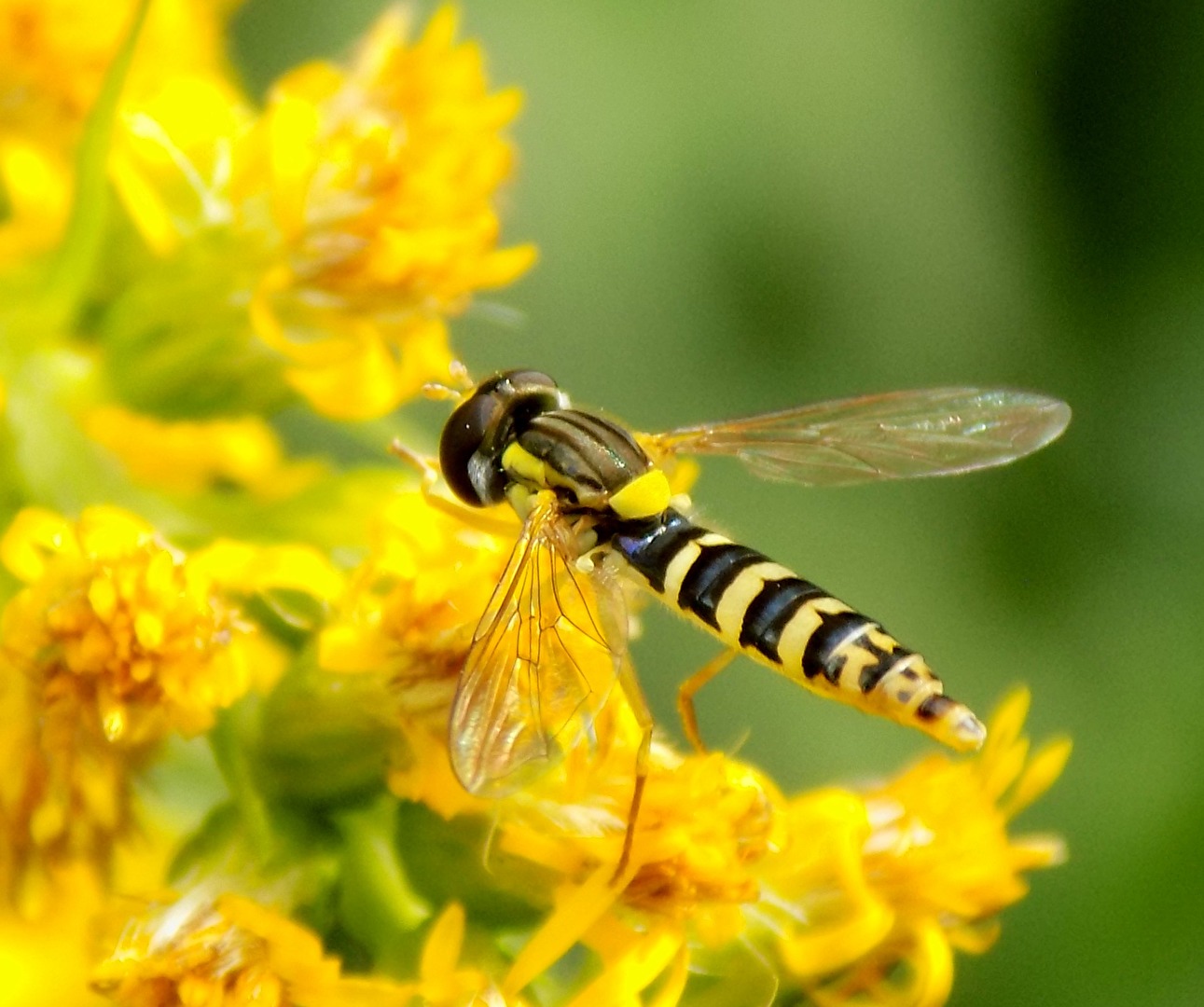 Fliegen, Mücken, Schnaken