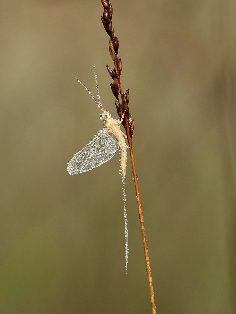 Eintagsfliege (Ephemeroptera sp.)
