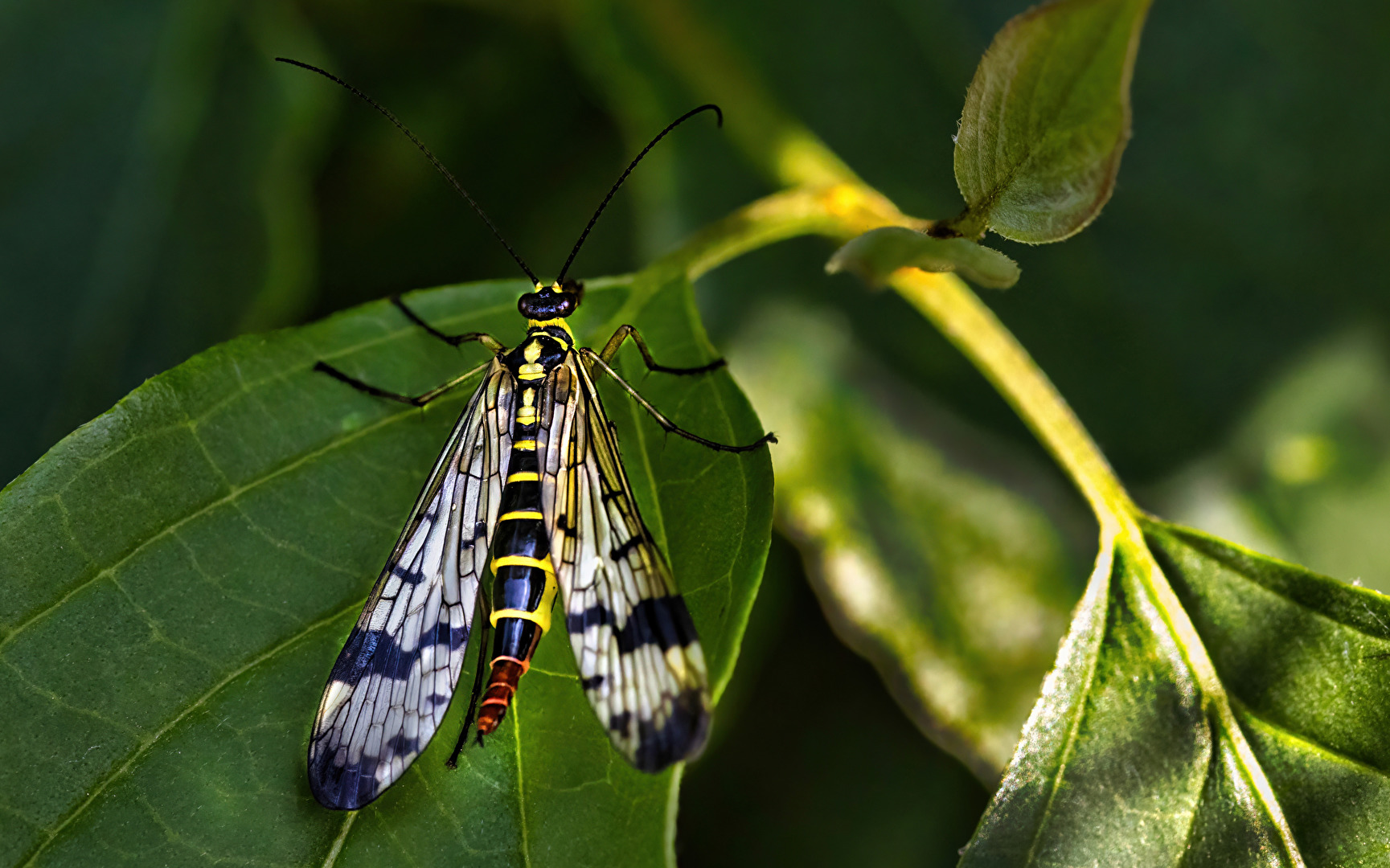 Die Gemeine Skorpionsfliege (Panorpa communis)