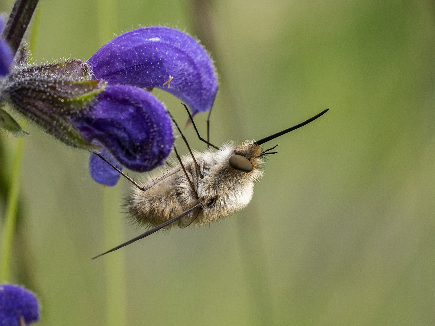 Großer Wollschweber - Bombylius major