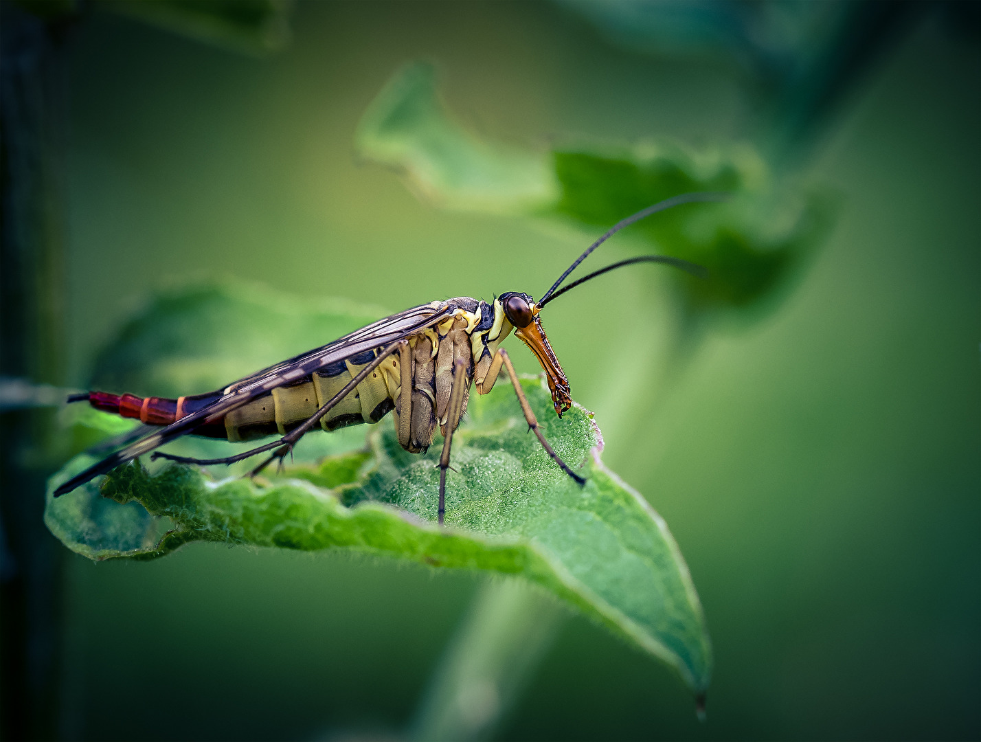 Skorpionsfliege-Weiblich