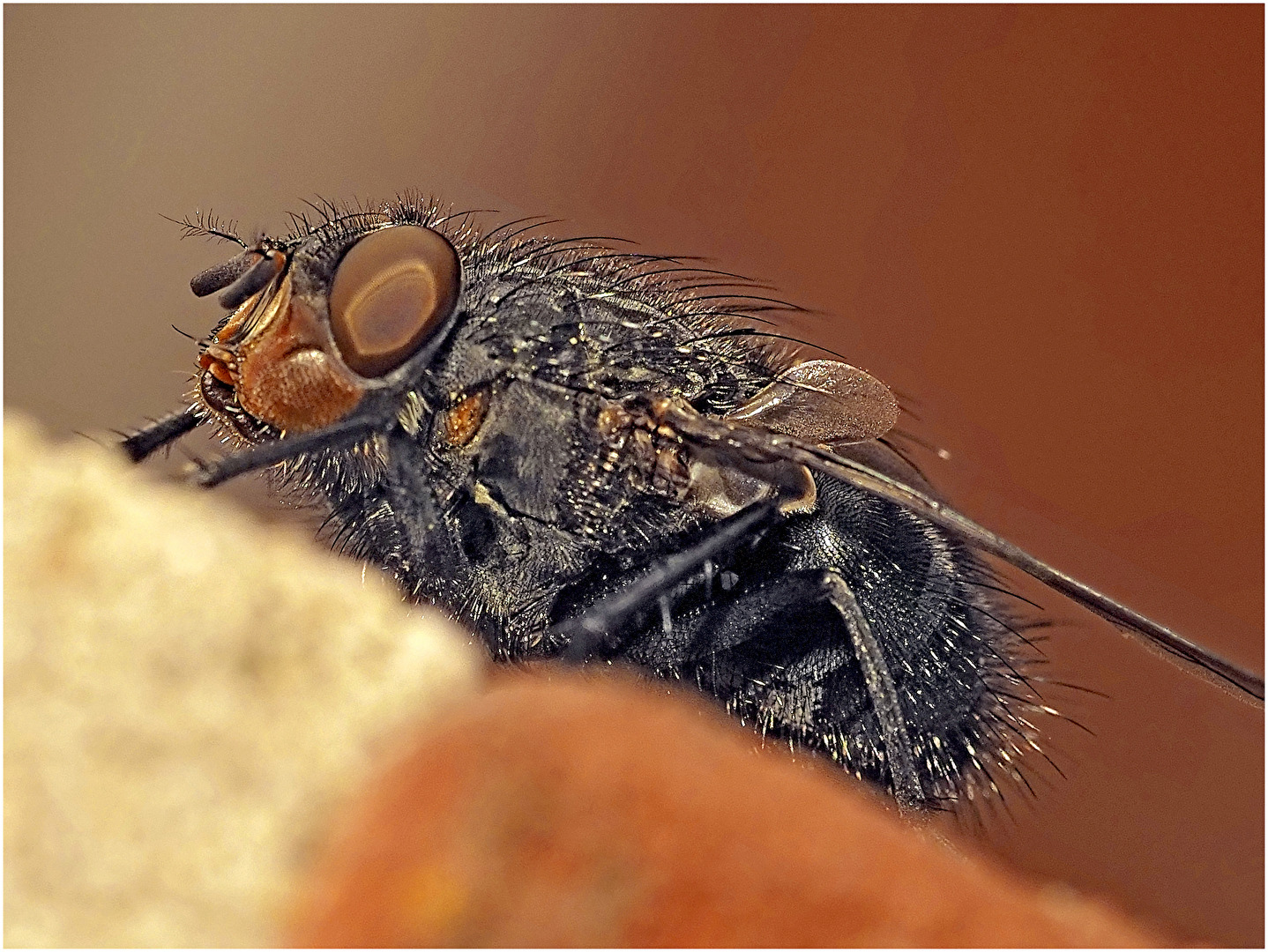 Fliegen, Mücken, Schnaken