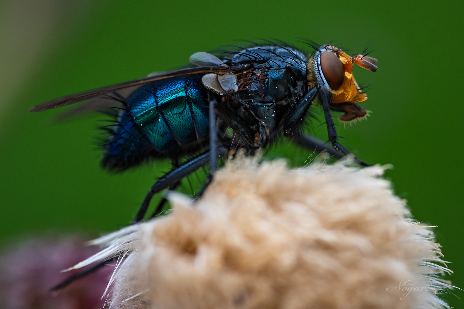 kleine Fliege gaaaanz groß
