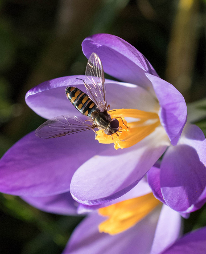 Schnell einen Schluck Nektar bevor die Bienen kommen