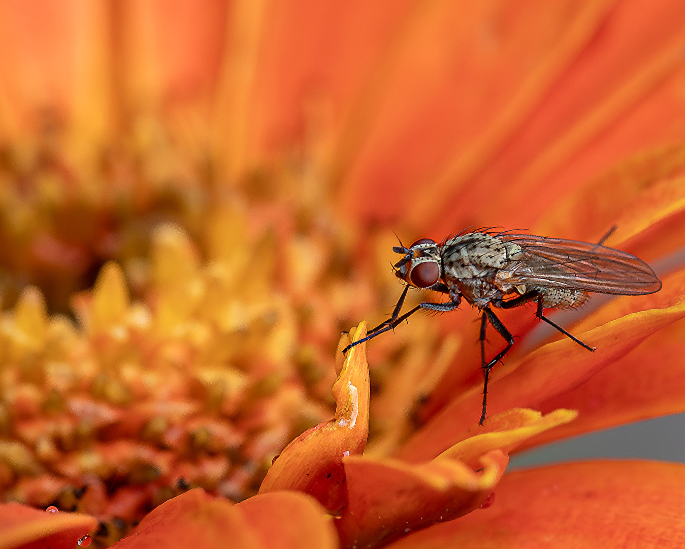 Fliege in Orange