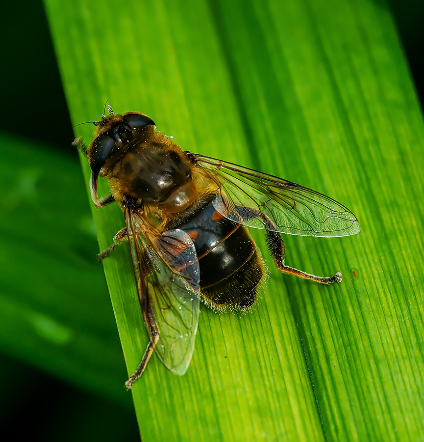 Mistbiene ((Eristalis tenax)